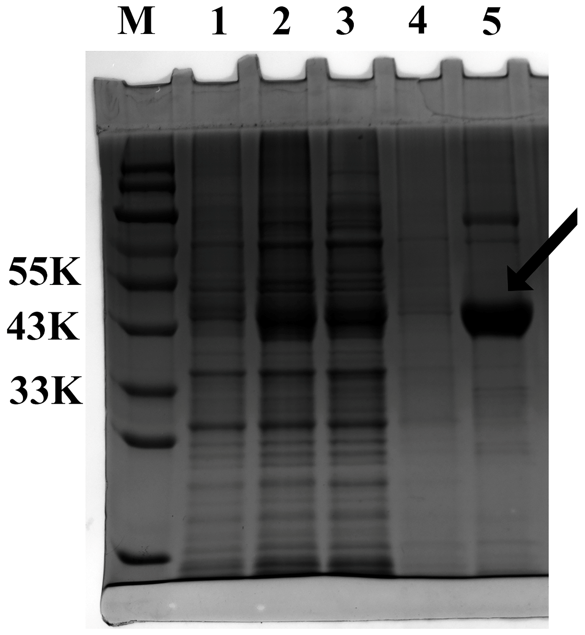 Horticulturae 11 00913 g004 Horticulturae 11 00913 g004