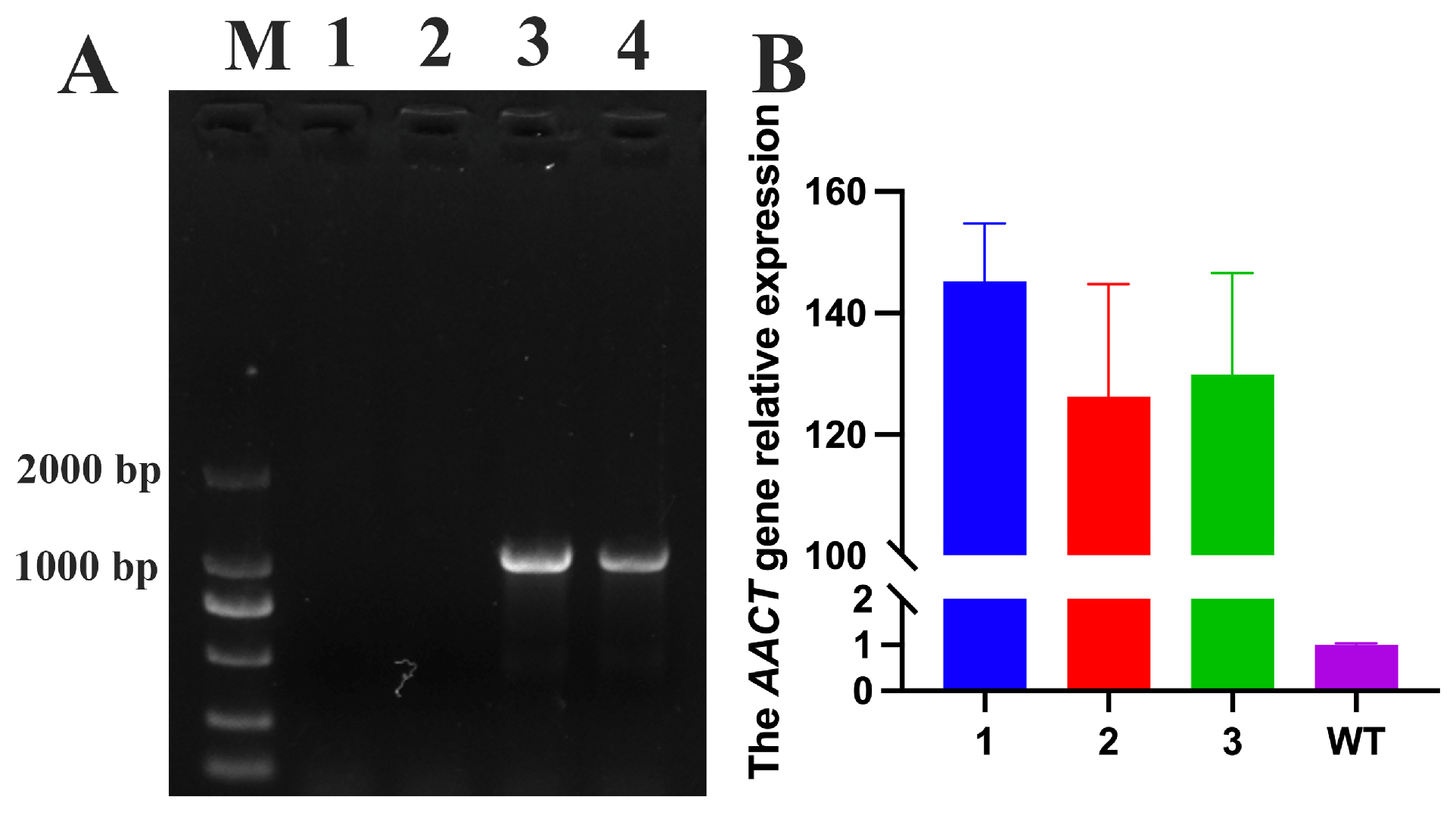 Horticulturae 11 00913 g007 Horticulturae 11 00913 g007