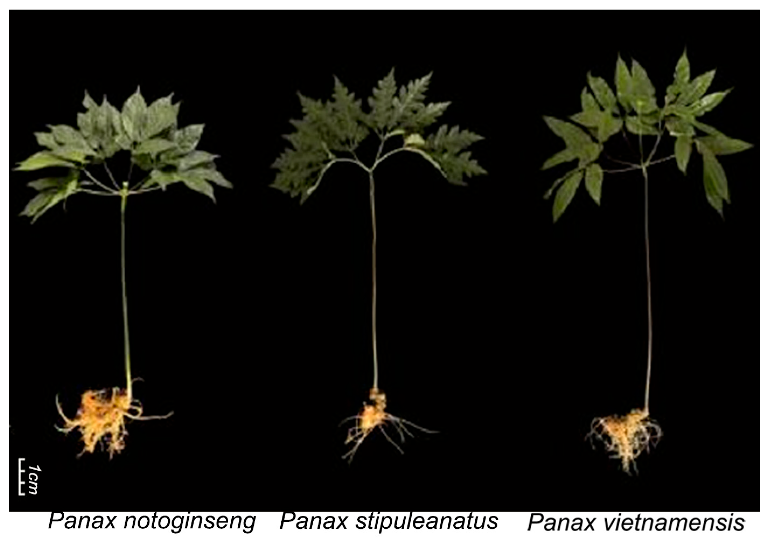 Horticulturae 11 00916 g001 Horticulturae 11 00916 g001
