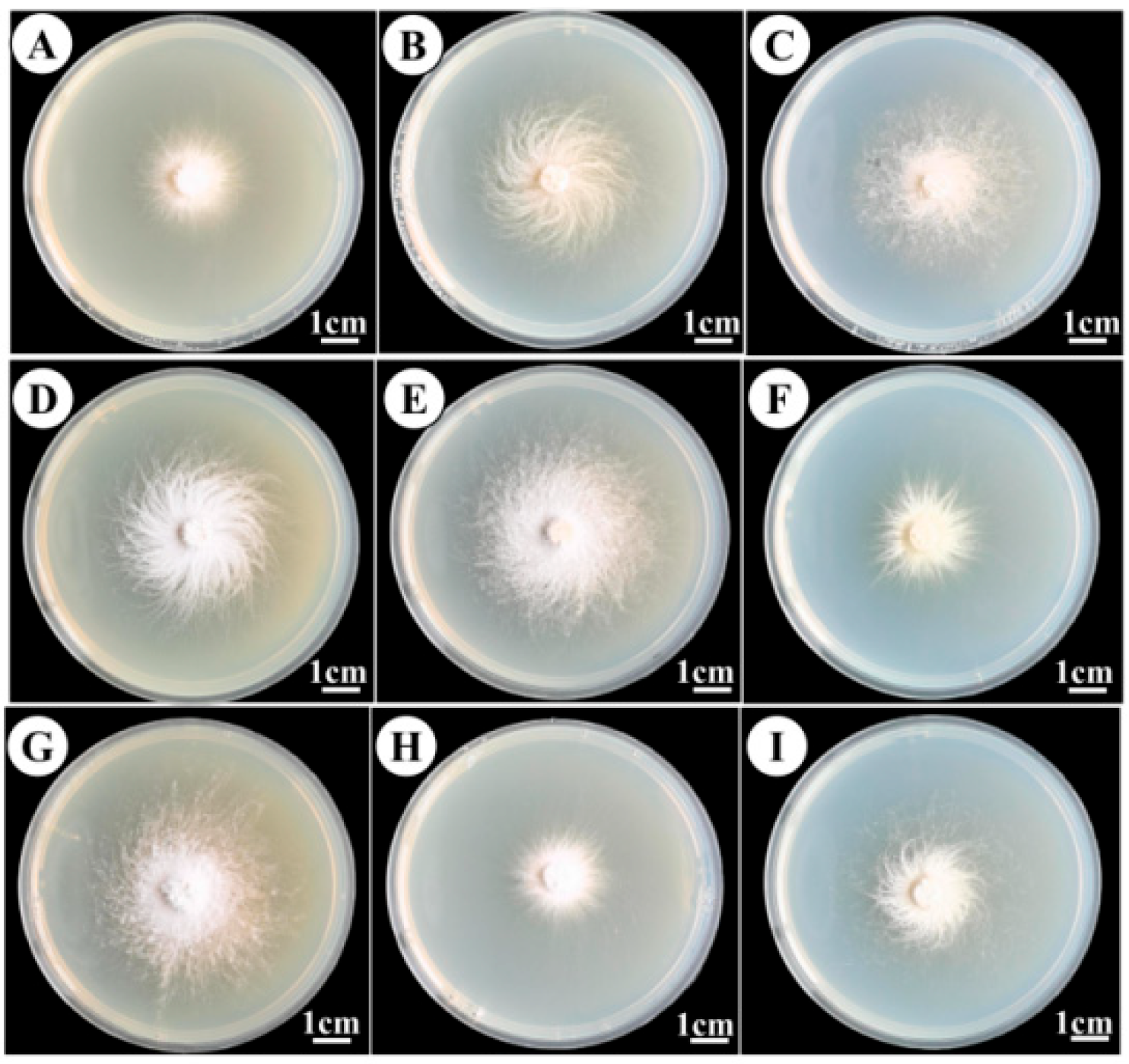 Horticulturae 11 00917 g007 Horticulturae 11 00917 g007