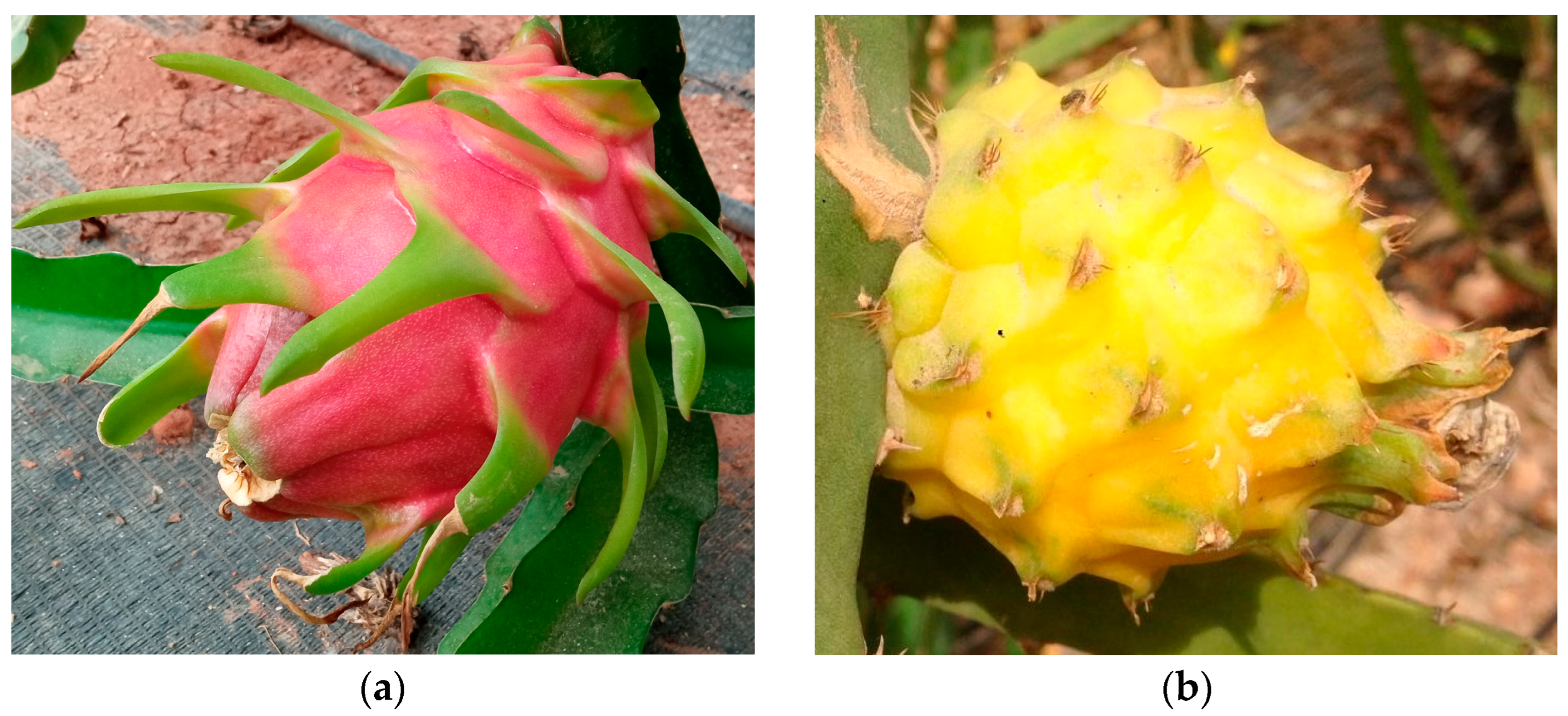 Horticulturae 11 00919 g001