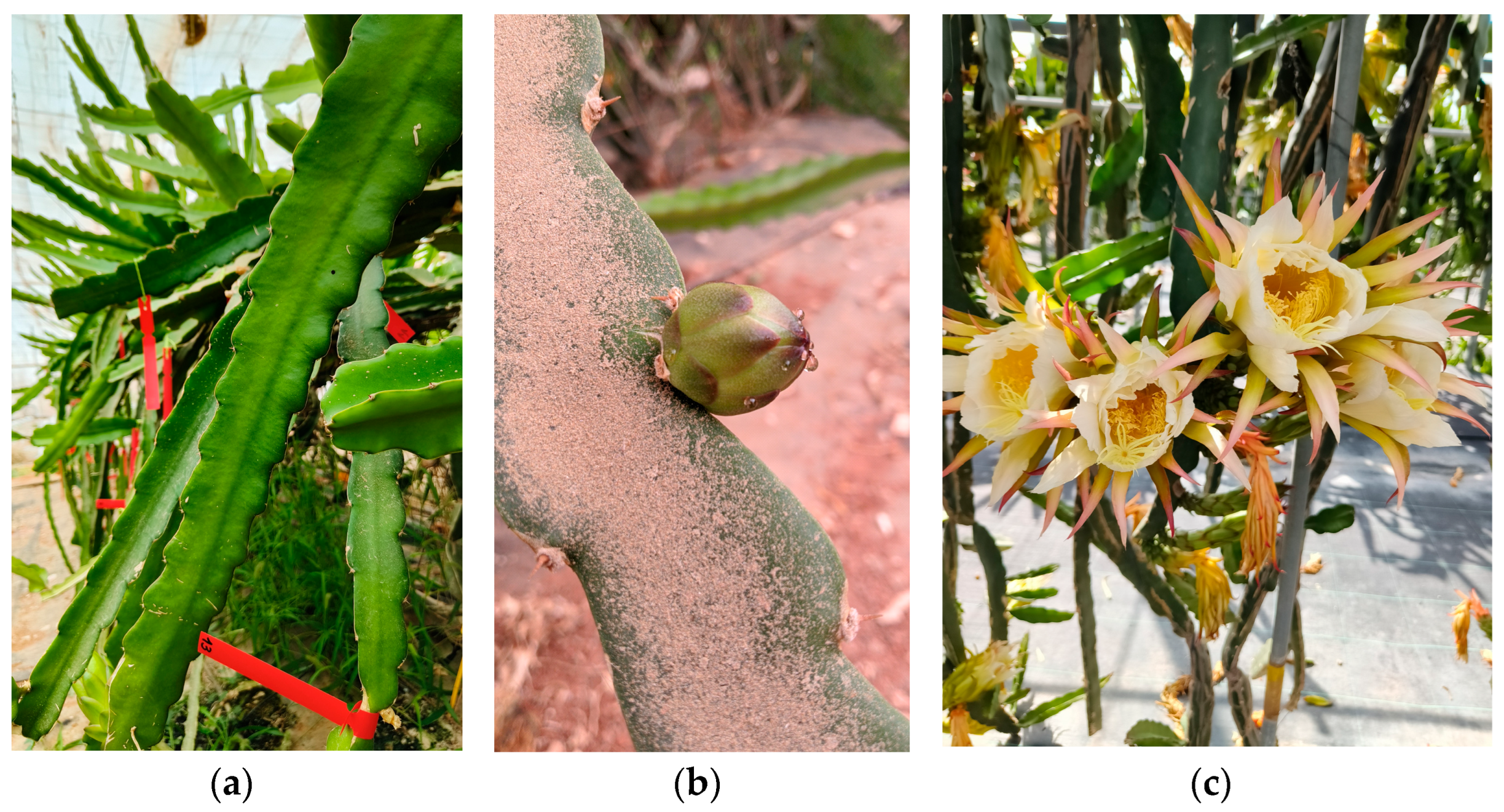 Horticulturae 11 00919 g002