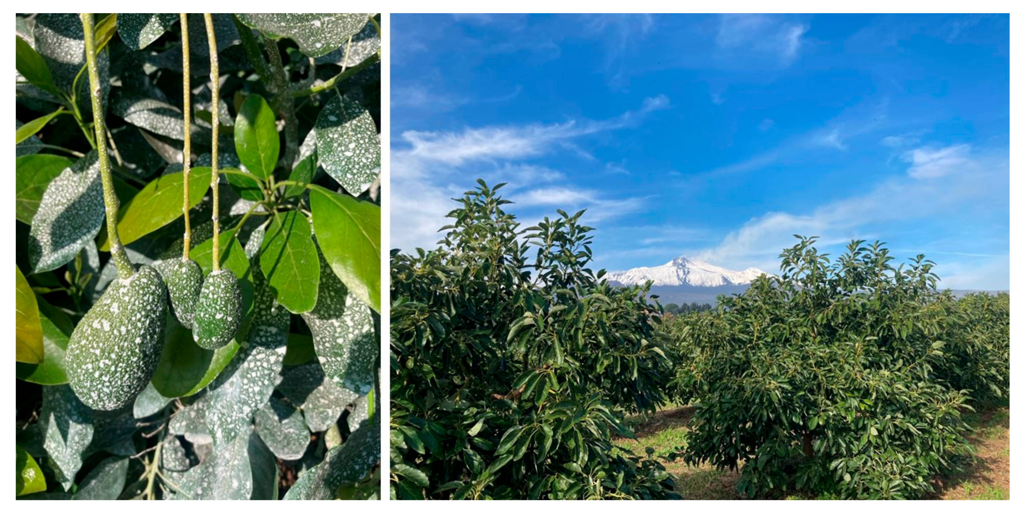 Horticulturae 11 00928 g001