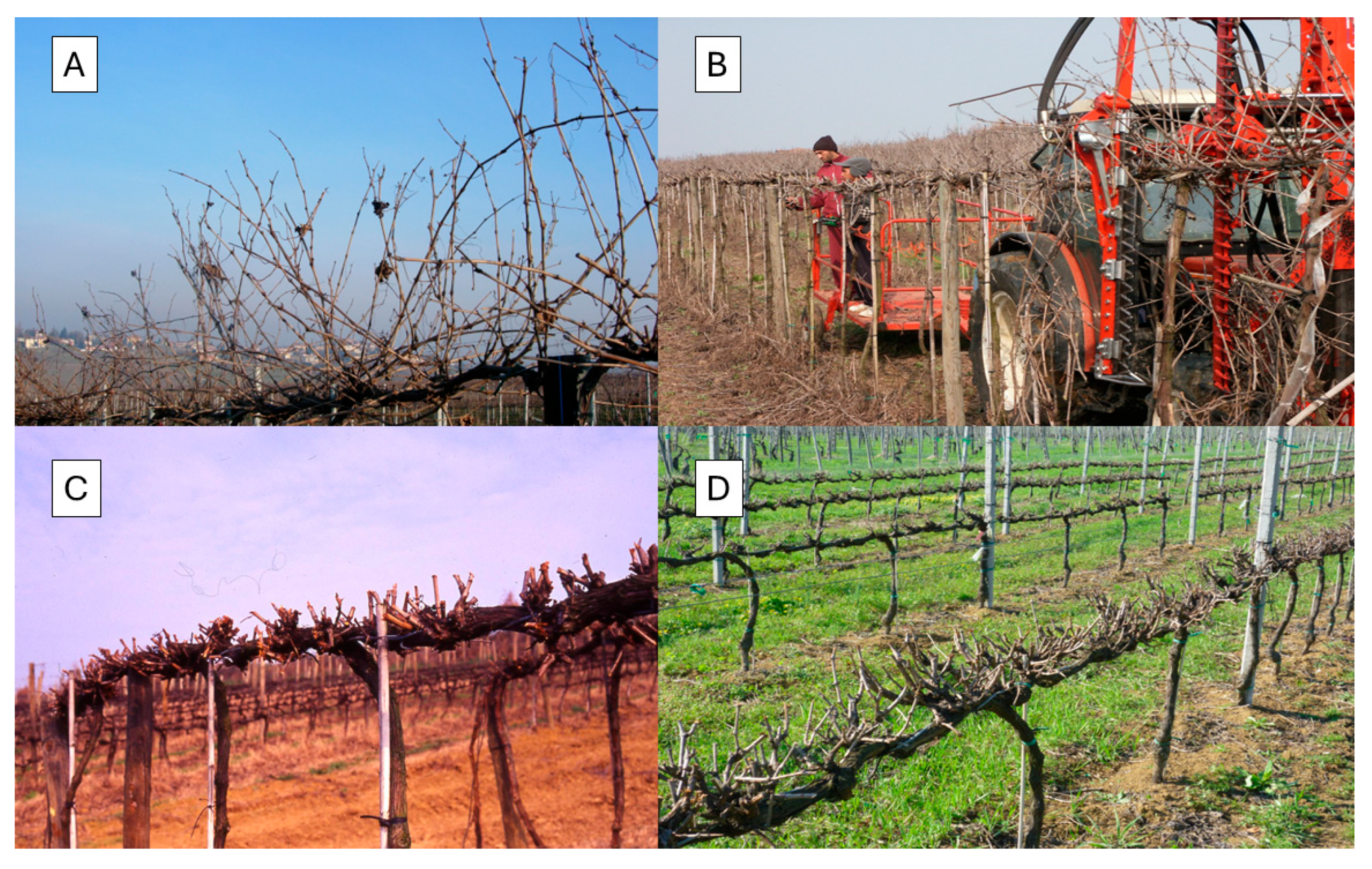 Horticulturae 11 00932 g003 Horticulturae 11 00932 g003