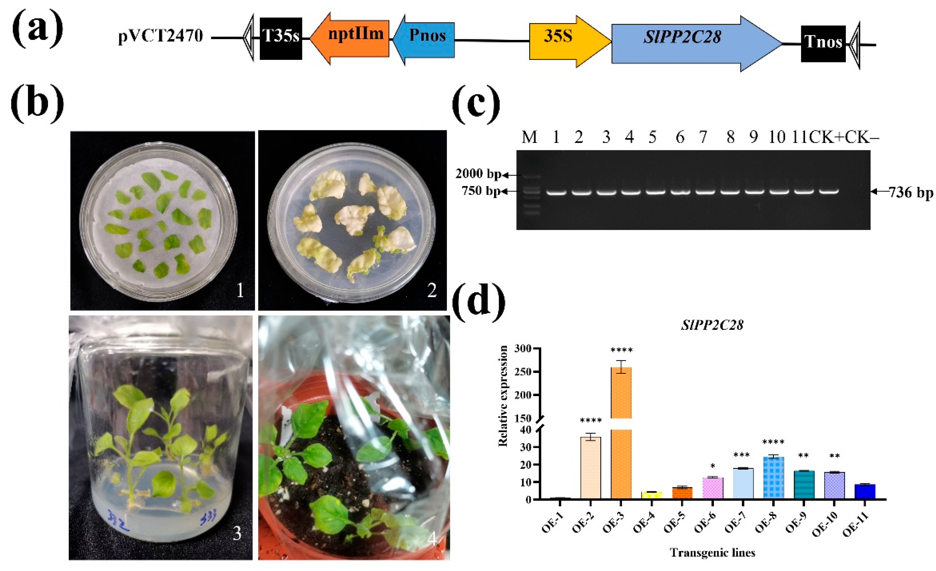 Horticulturae 11 00937 g002 Horticulturae 11 00937 g002