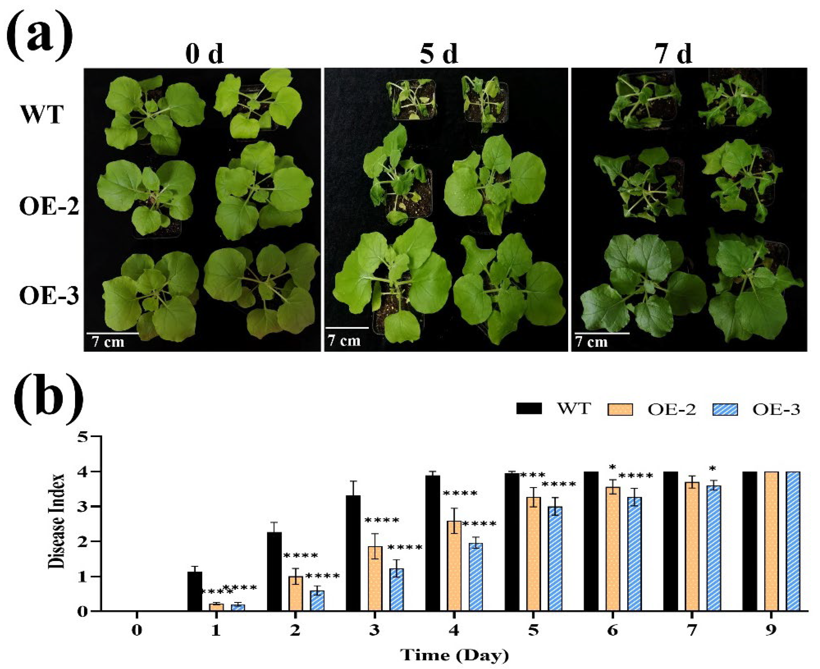 Horticulturae 11 00937 g003 Horticulturae 11 00937 g003