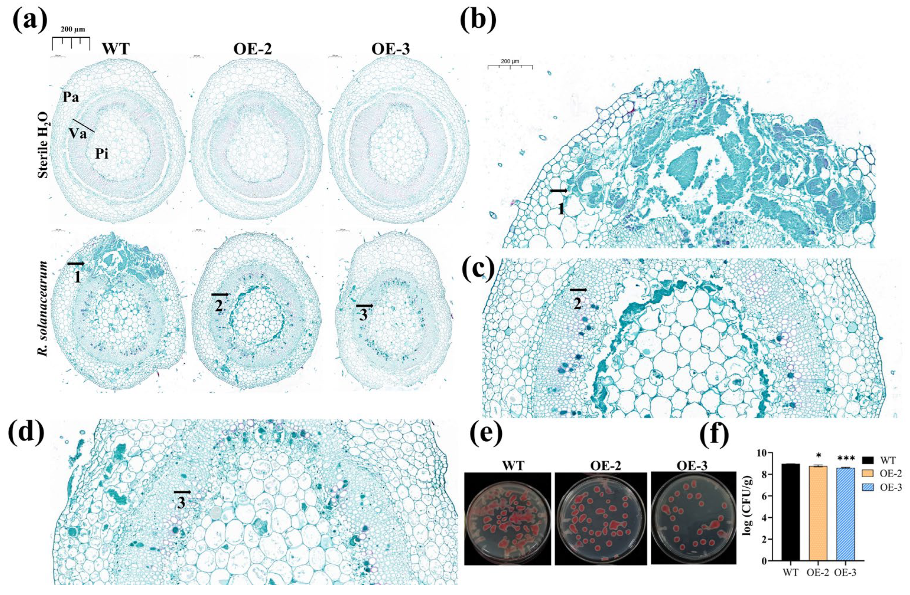 Horticulturae 11 00937 g004 Horticulturae 11 00937 g004