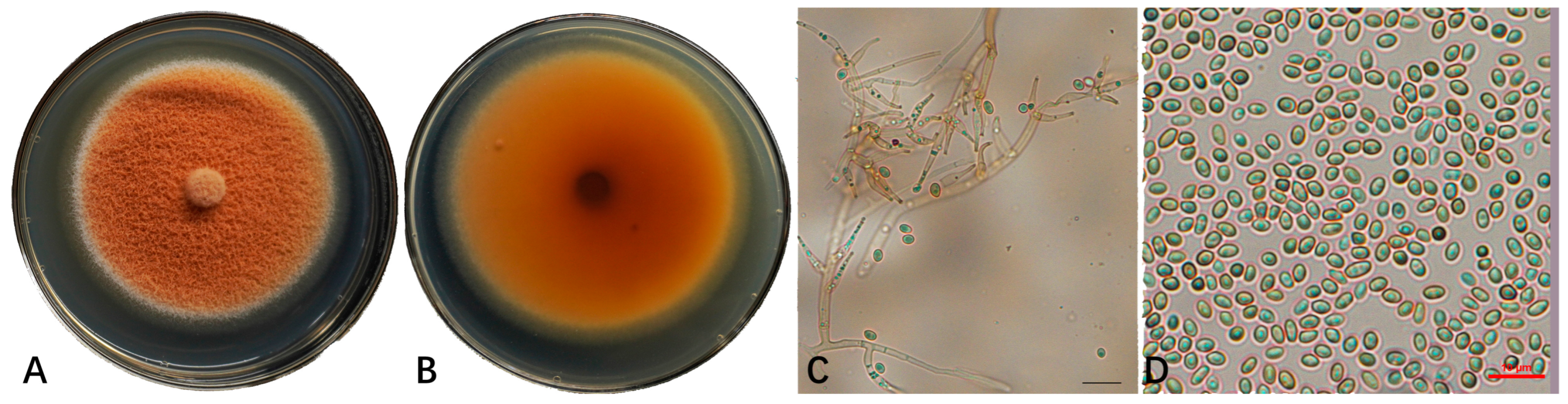Horticulturae 11 00940 g002 Horticulturae 11 00940 g002