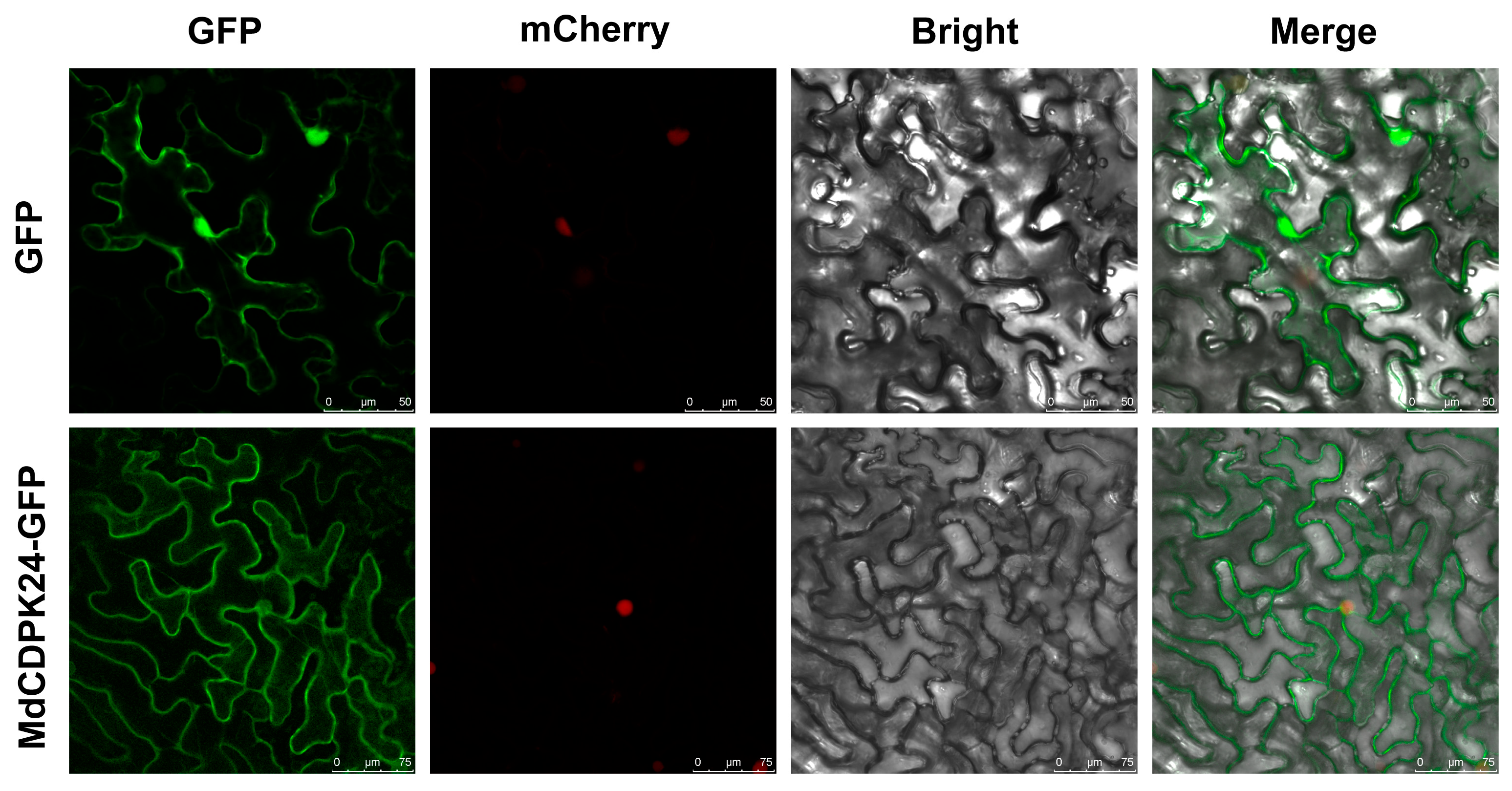 Horticulturae 11 00942 g005