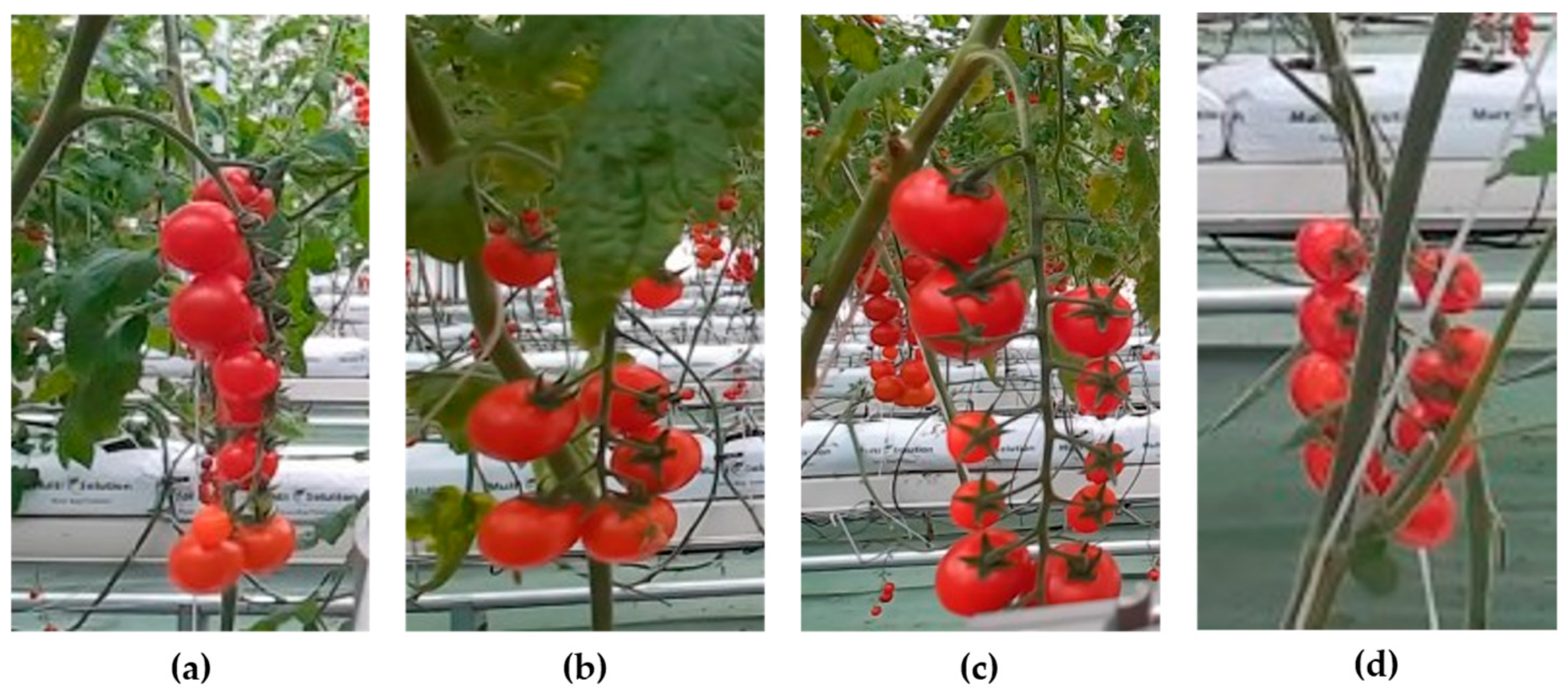 Horticulturae 11 00949 g001 Horticulturae 11 00949 g001