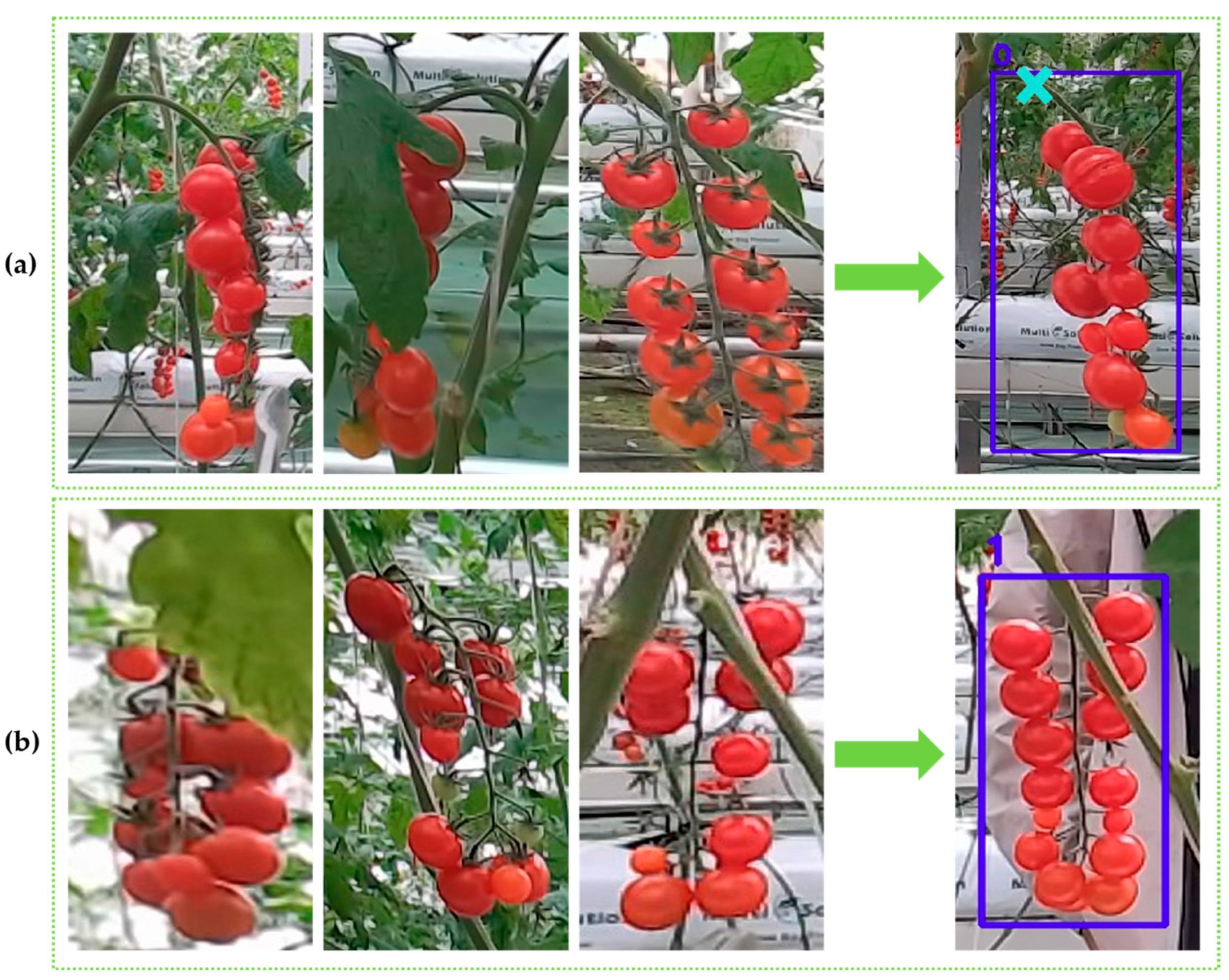 Horticulturae 11 00949 g003 Horticulturae 11 00949 g003