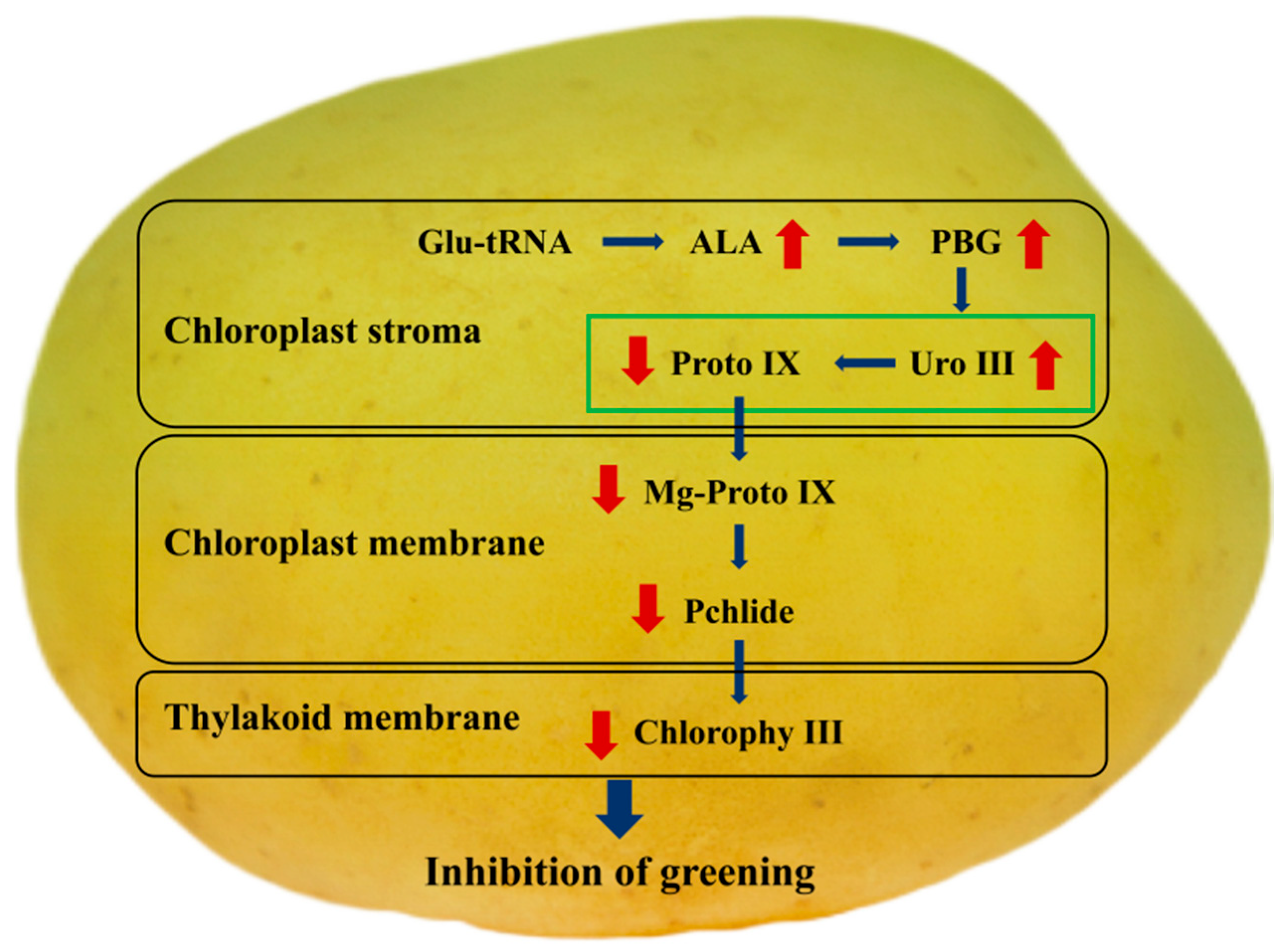 Horticulturae 11 00950 g005