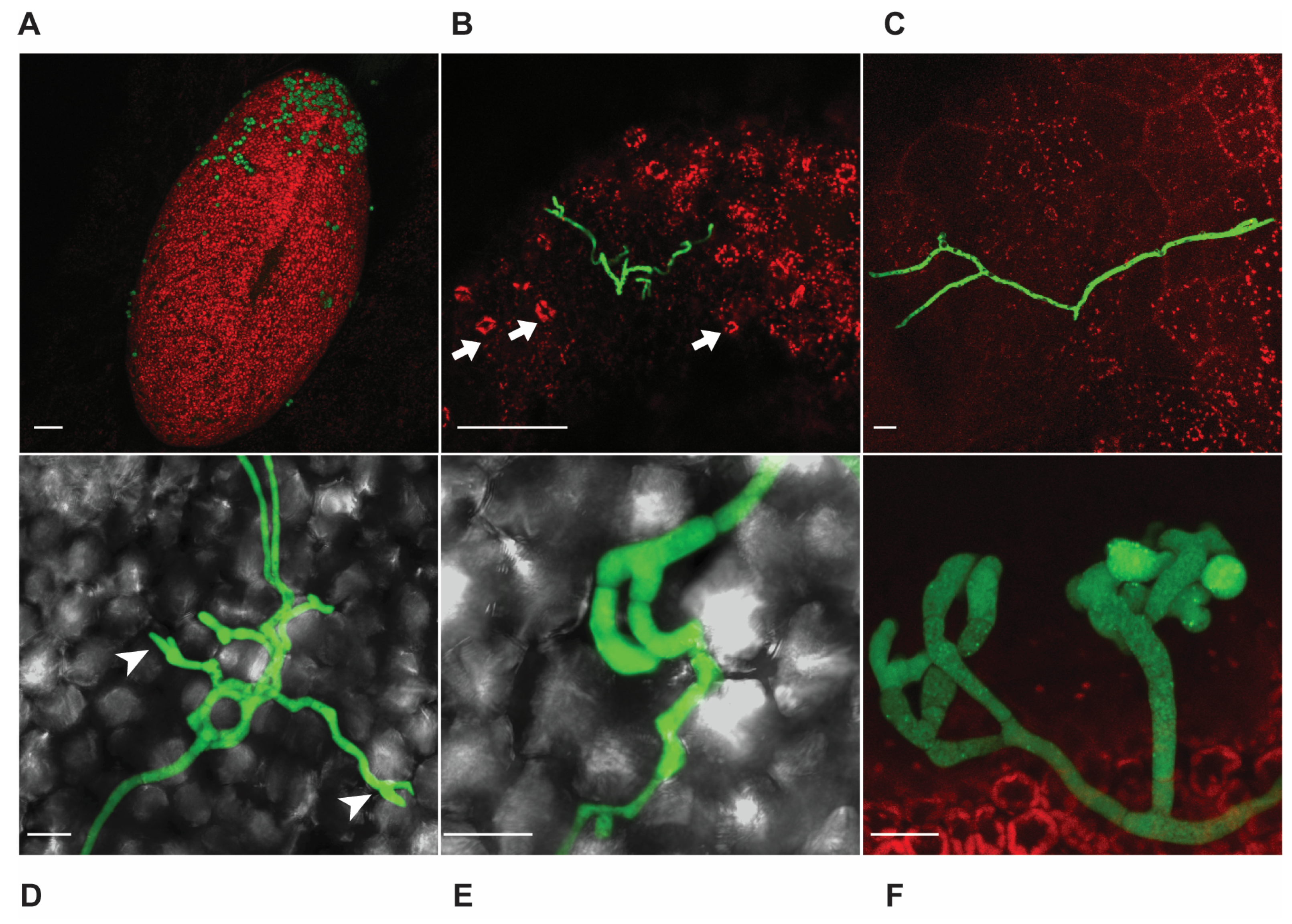 Horticulturae 11 00954 g002 Horticulturae 11 00954 g002