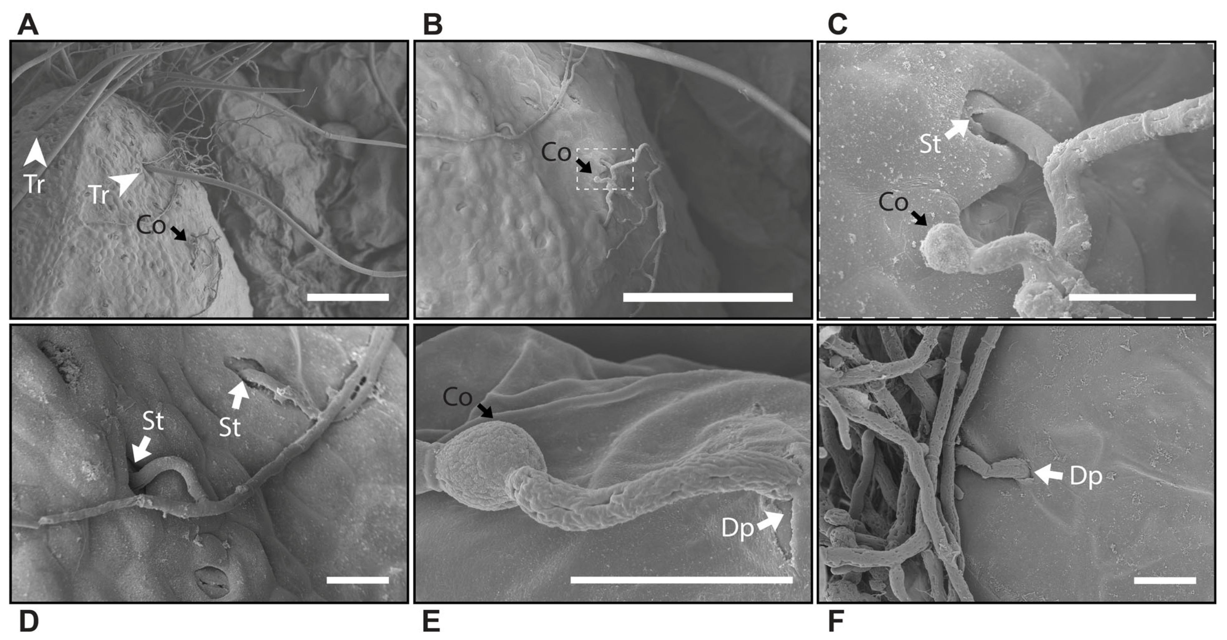 Horticulturae 11 00954 g003 Horticulturae 11 00954 g003
