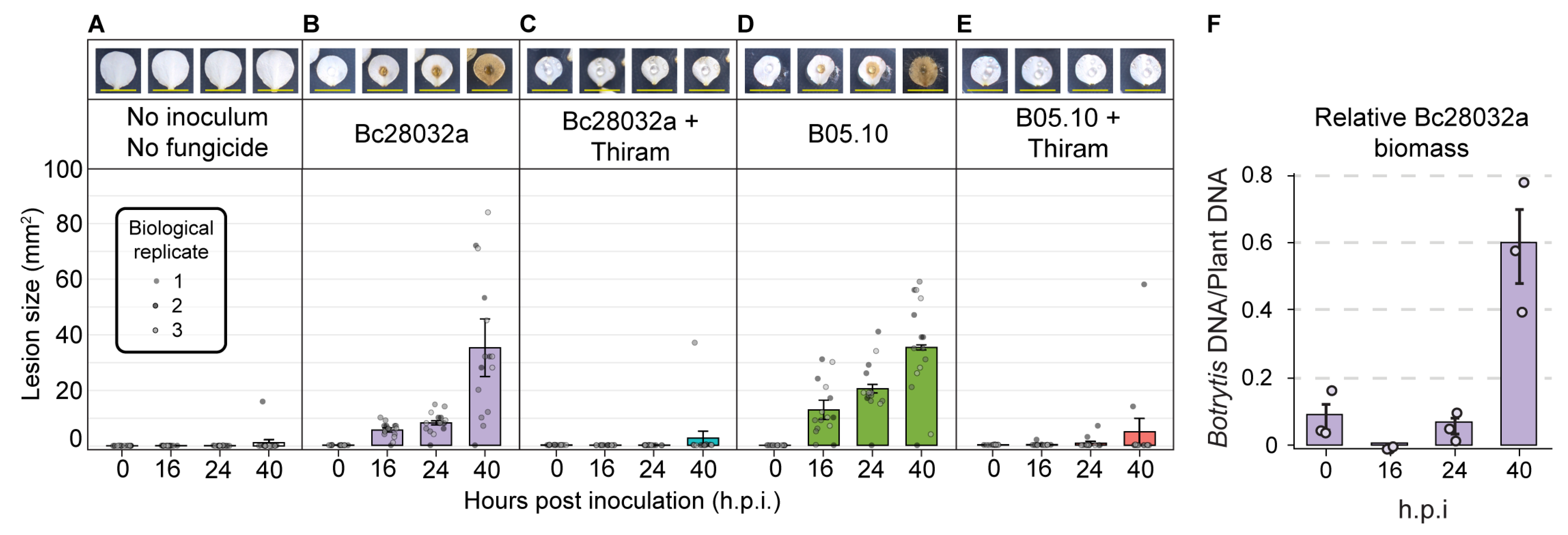 Horticulturae 11 00954 g007 Horticulturae 11 00954 g007
