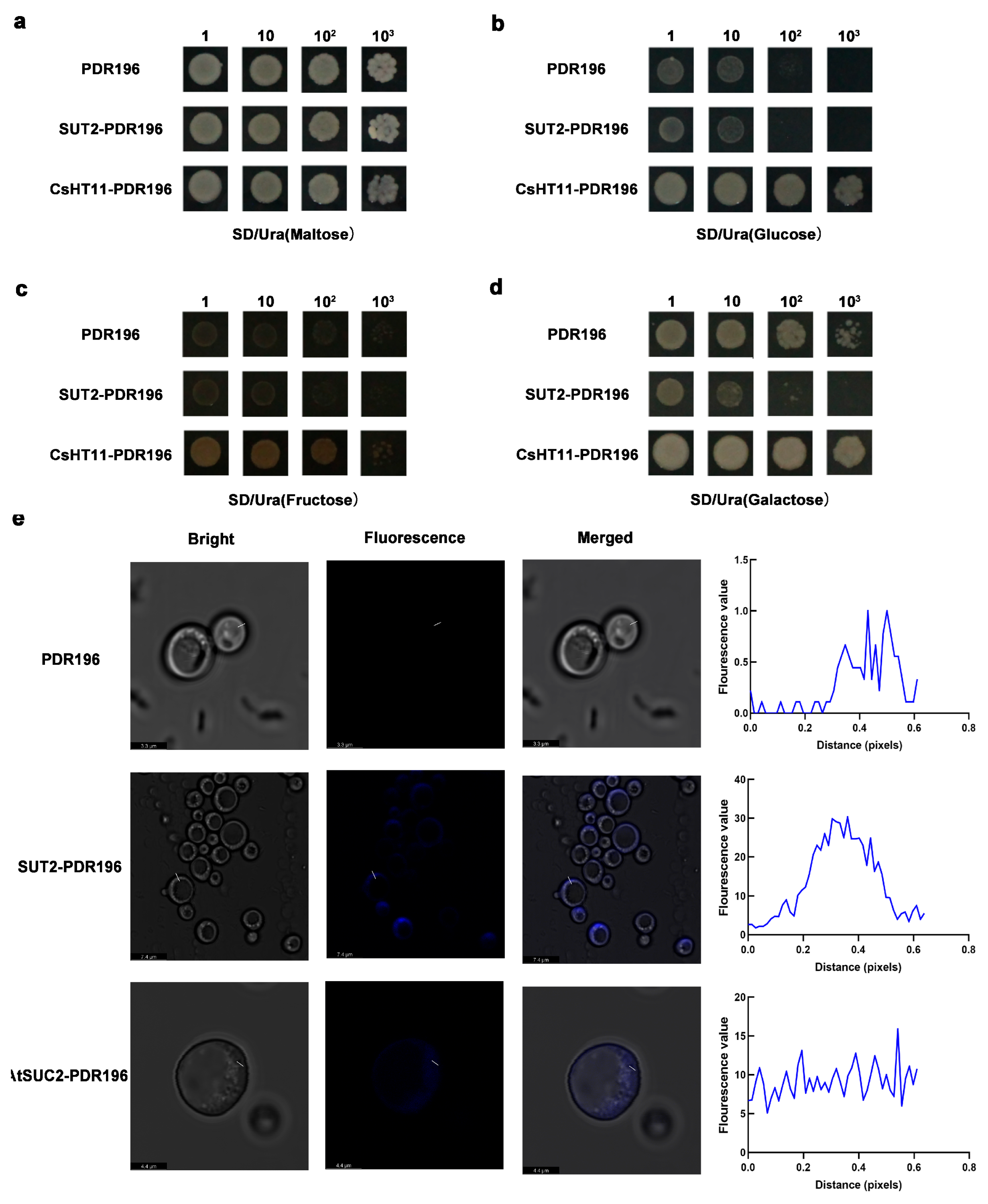 Horticulturae 11 00956 g004 Horticulturae 11 00956 g004