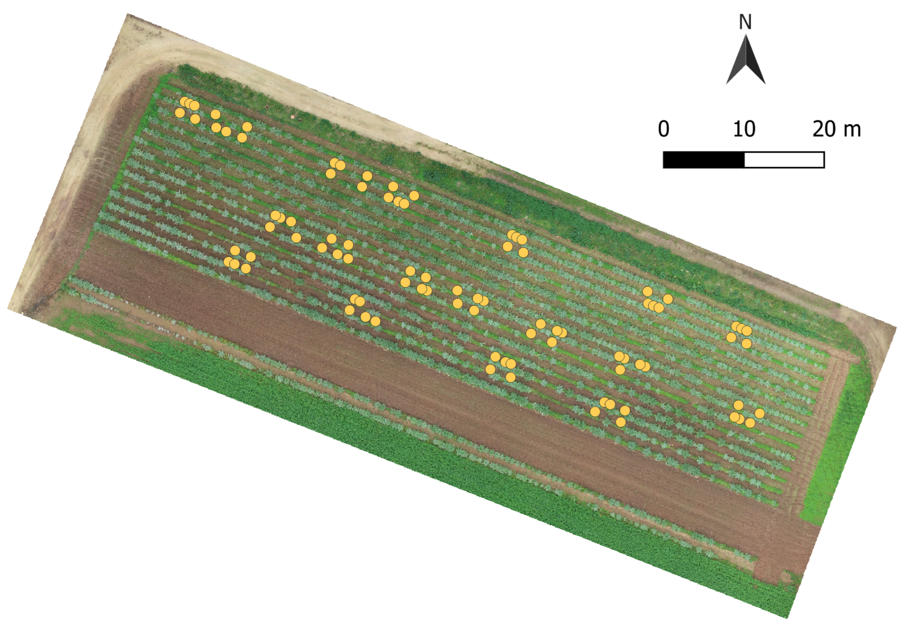 Horticulturae 11 00961 g001