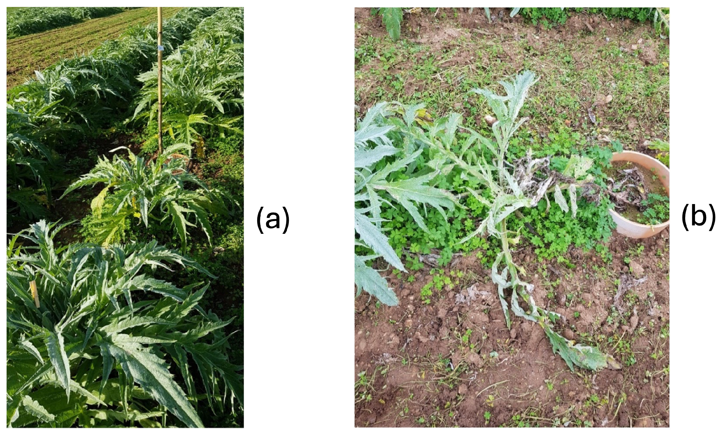 Horticulturae 11 00961 g002