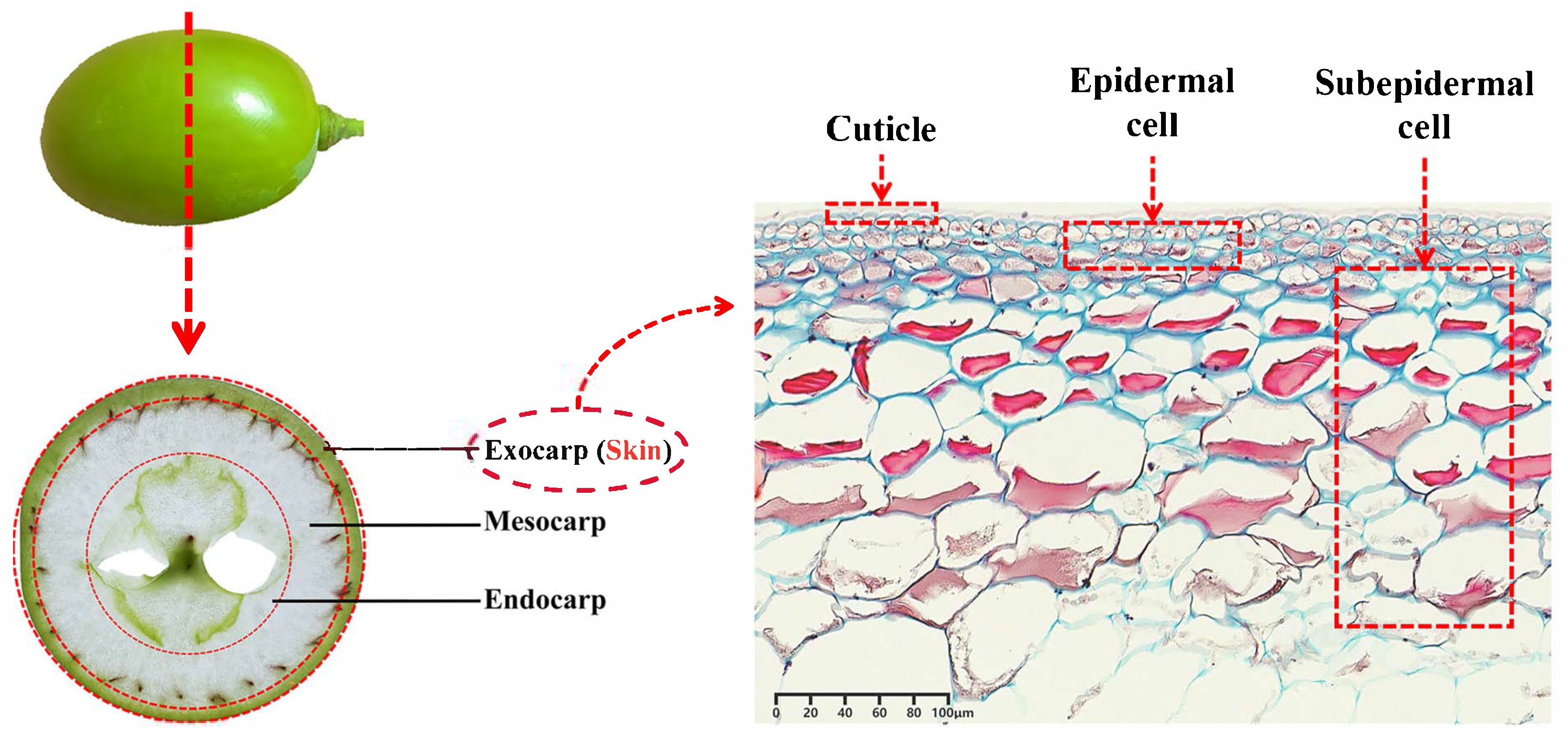 Horticulturae 11 00962 g001