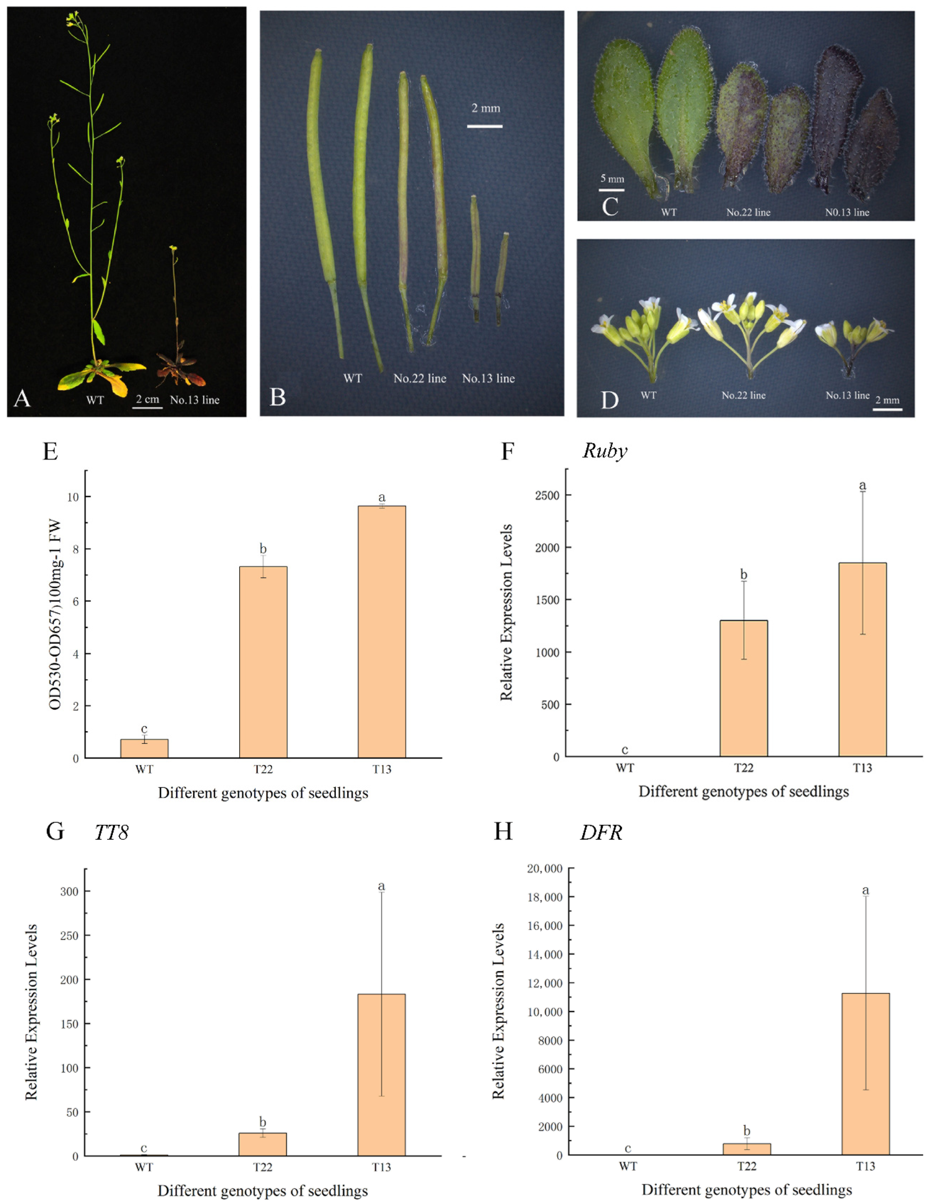 Horticulturae 11 00966 g004 Horticulturae 11 00966 g004
