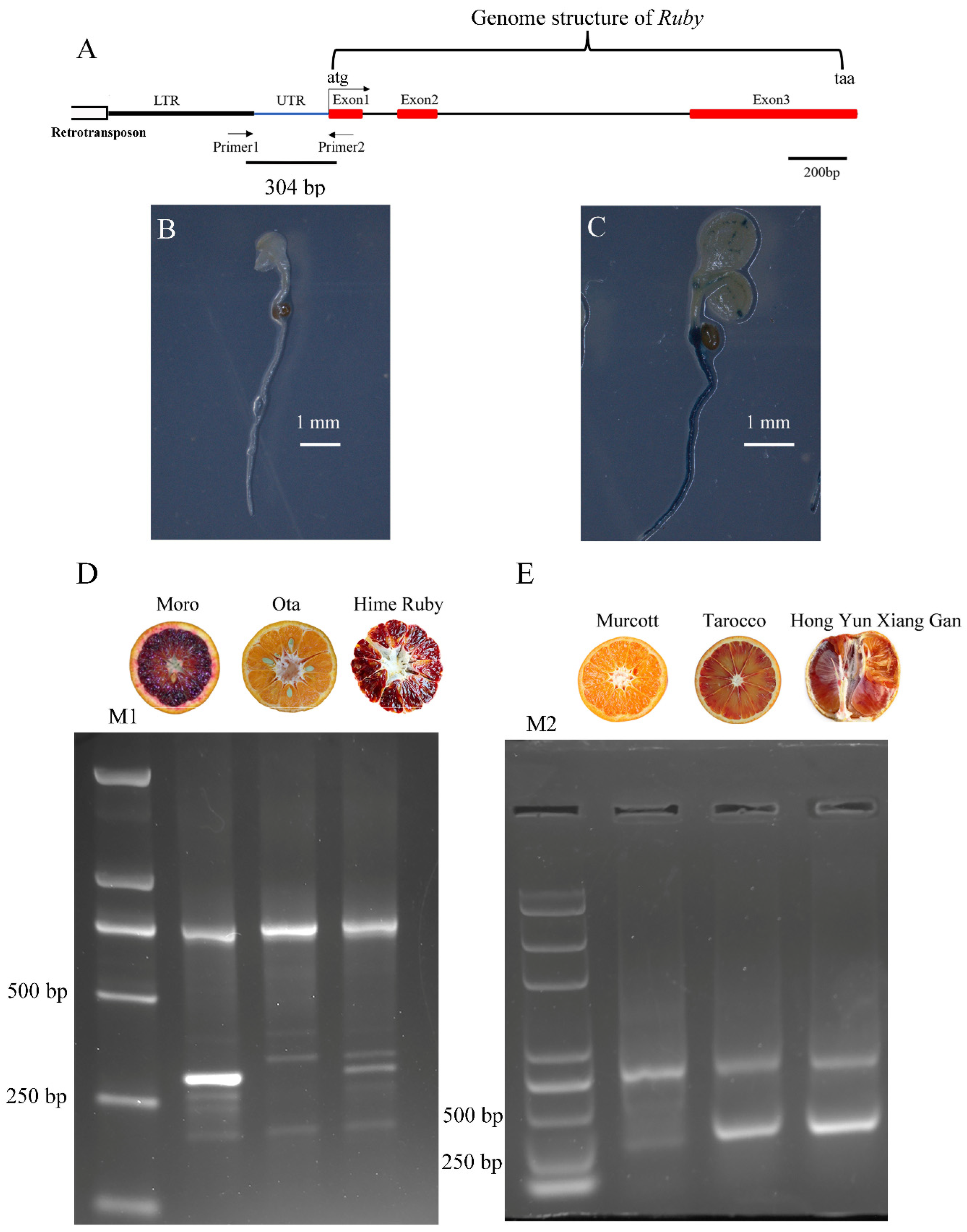 Horticulturae 11 00966 g005 Horticulturae 11 00966 g005