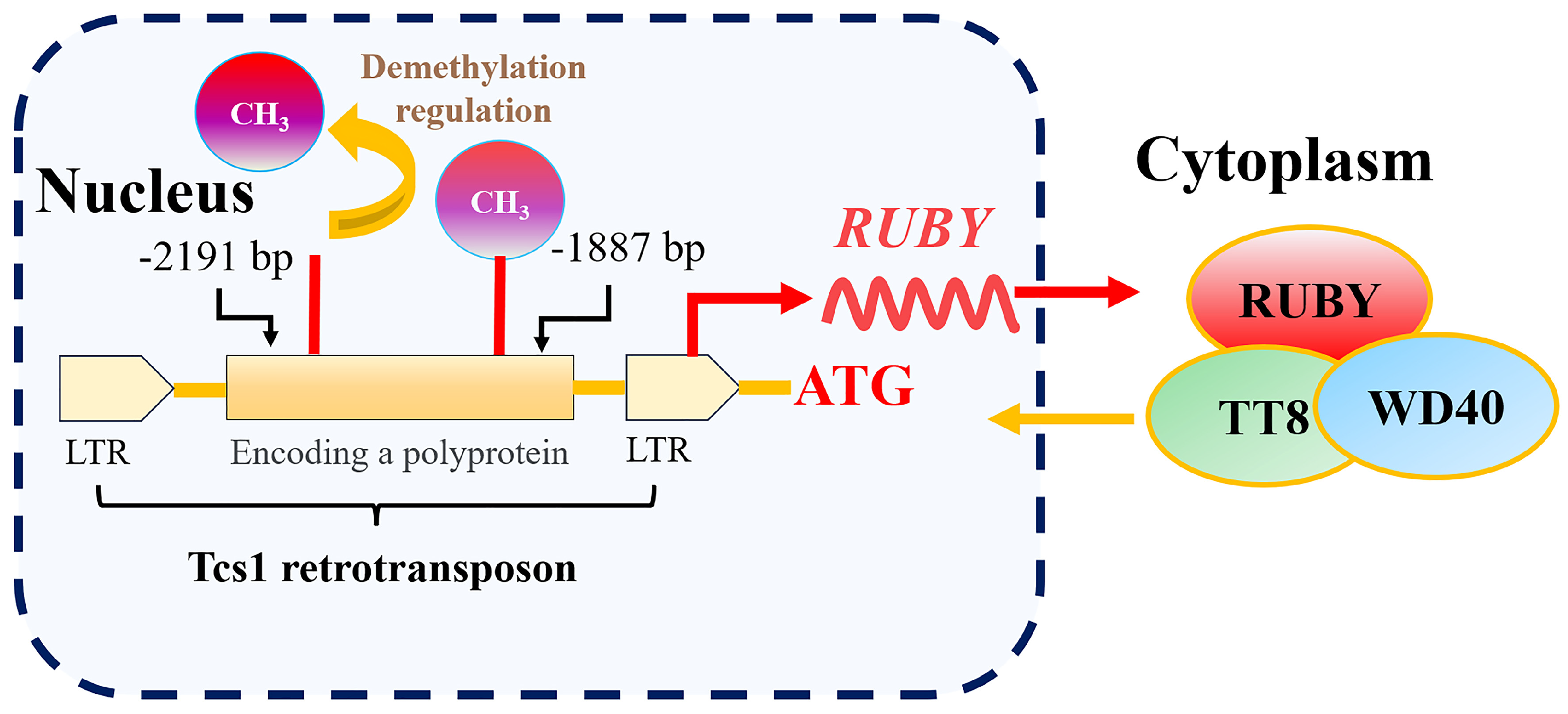 Horticulturae 11 00966 g007 Horticulturae 11 00966 g007