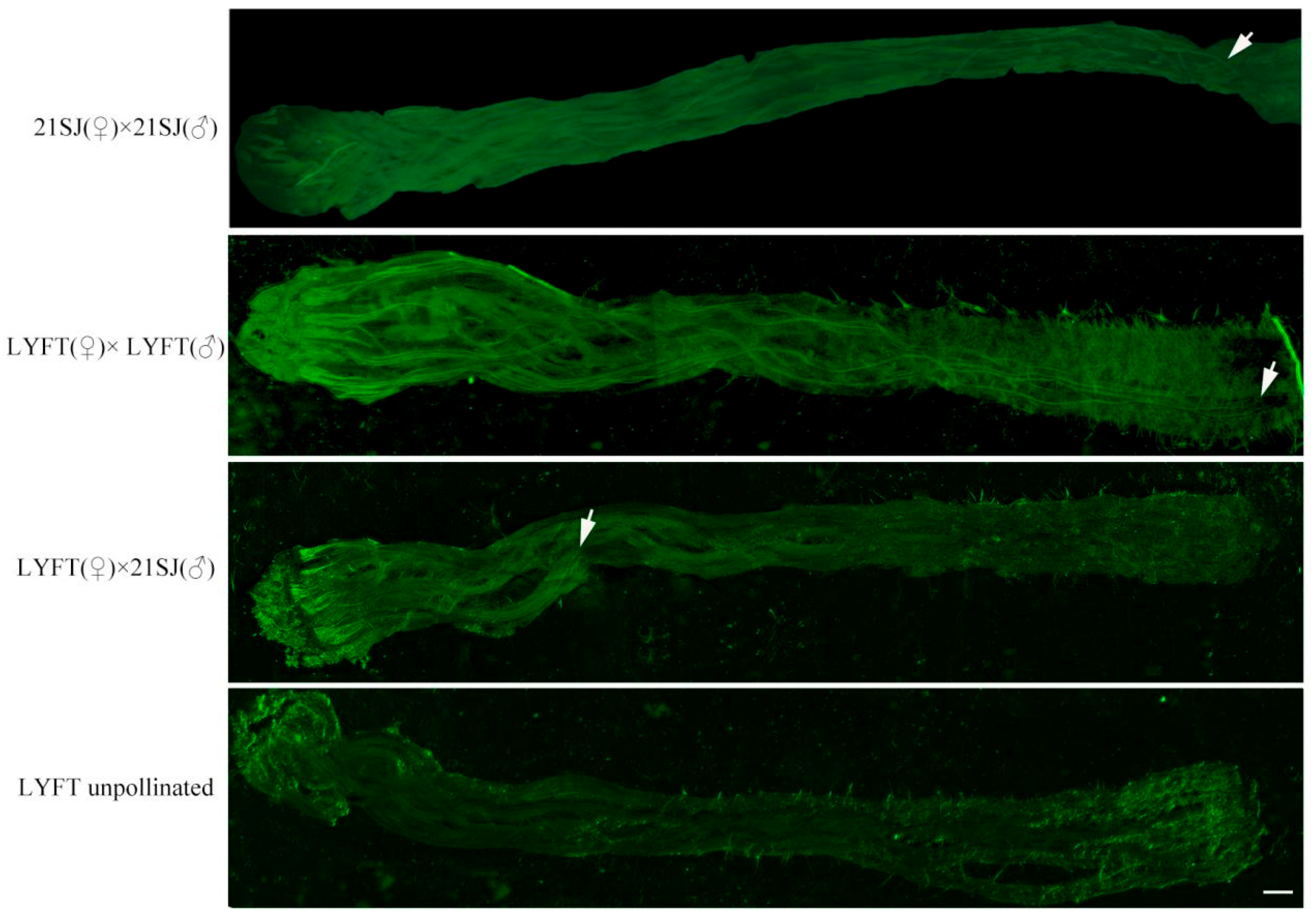 Horticulturae 11 00969 g001