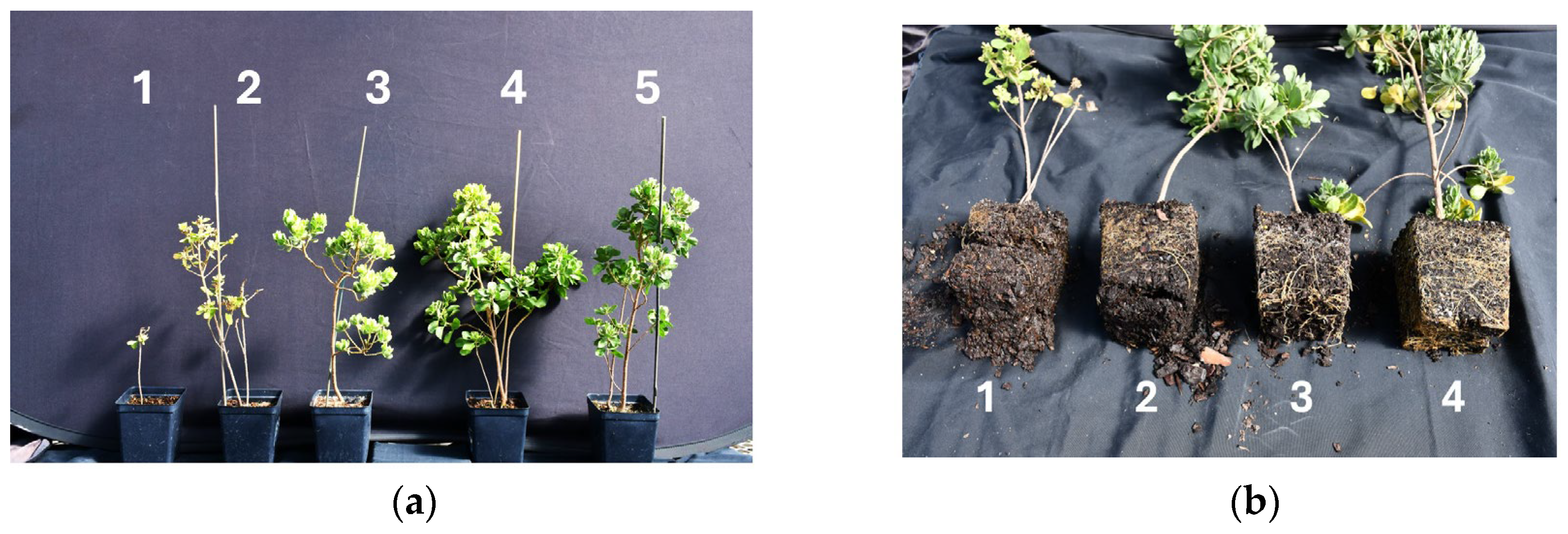 Horticulturae 11 00982 g002