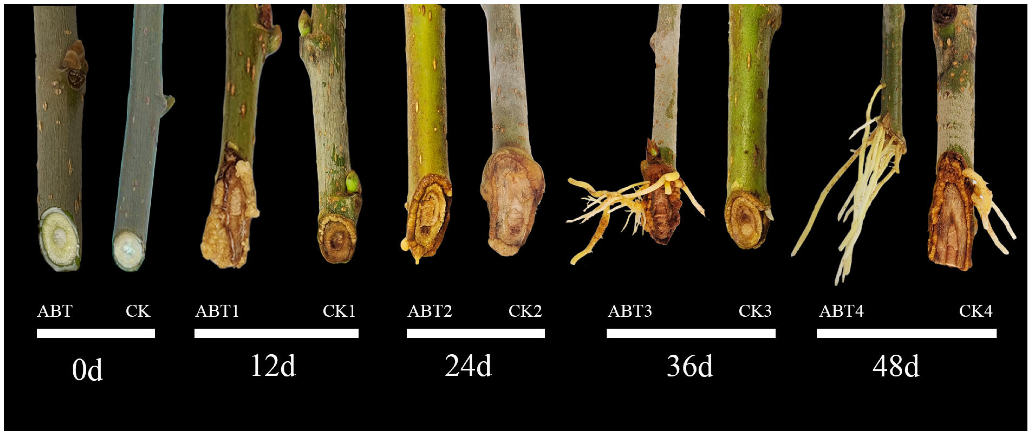 Horticulturae 11 00991 g001