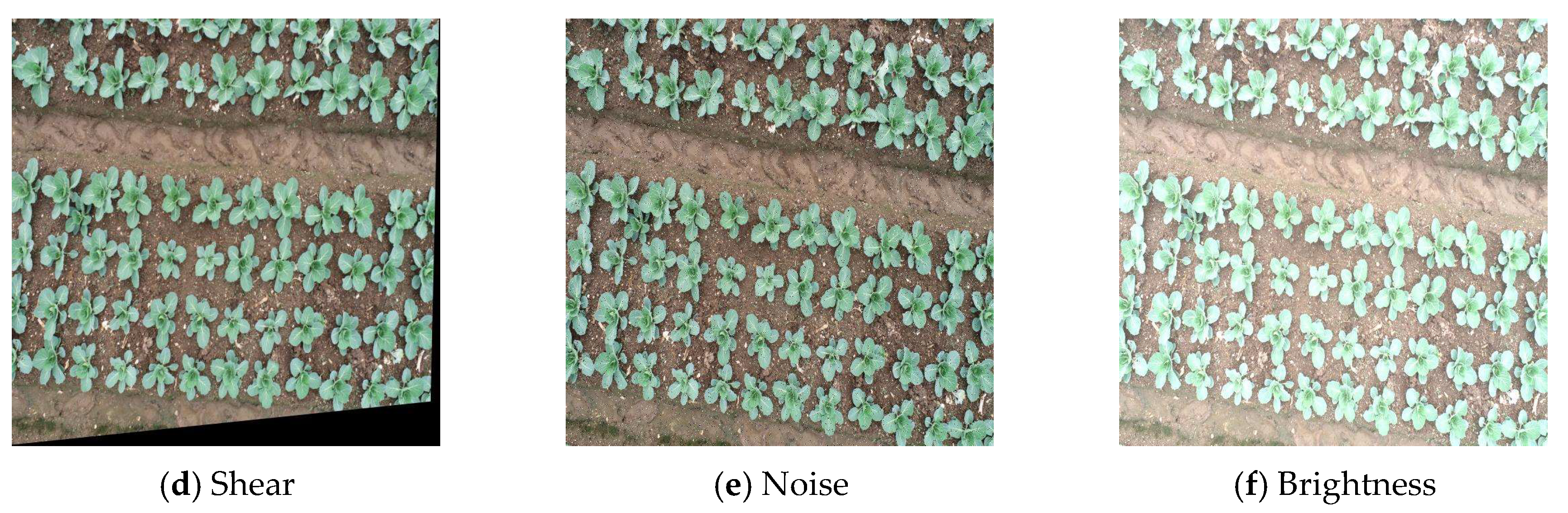 Horticulturae 11 00993 g002b Horticulturae 11 00993 g002b