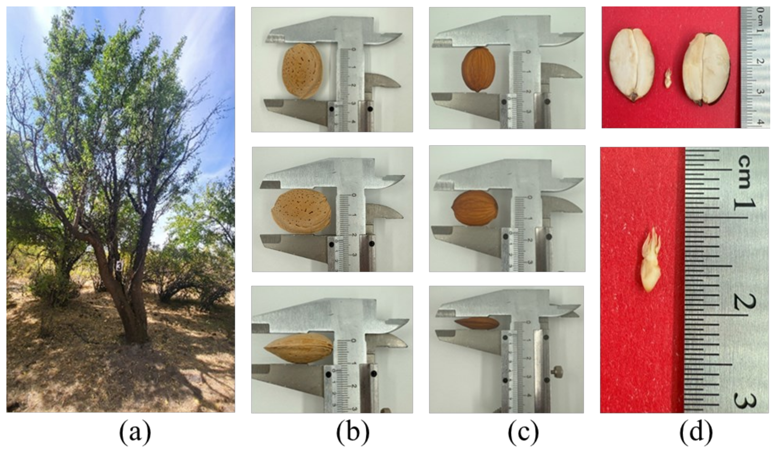 Horticulturae 11 00999 g002 Horticulturae 11 00999 g002