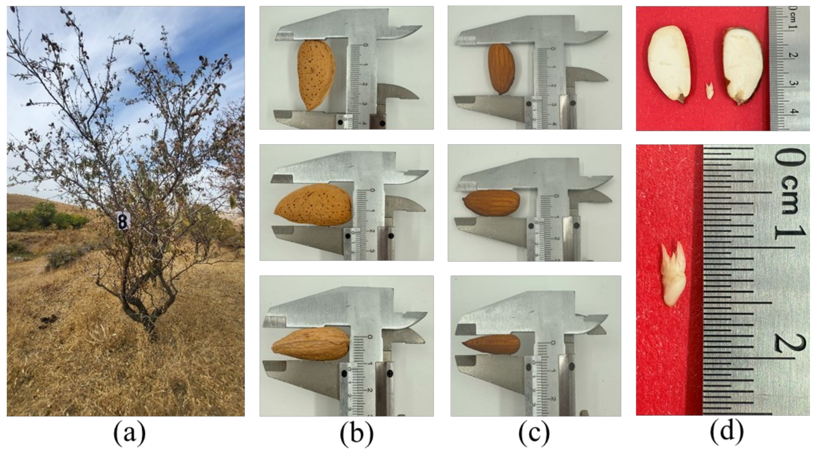 Horticulturae 11 00999 g003 Horticulturae 11 00999 g003