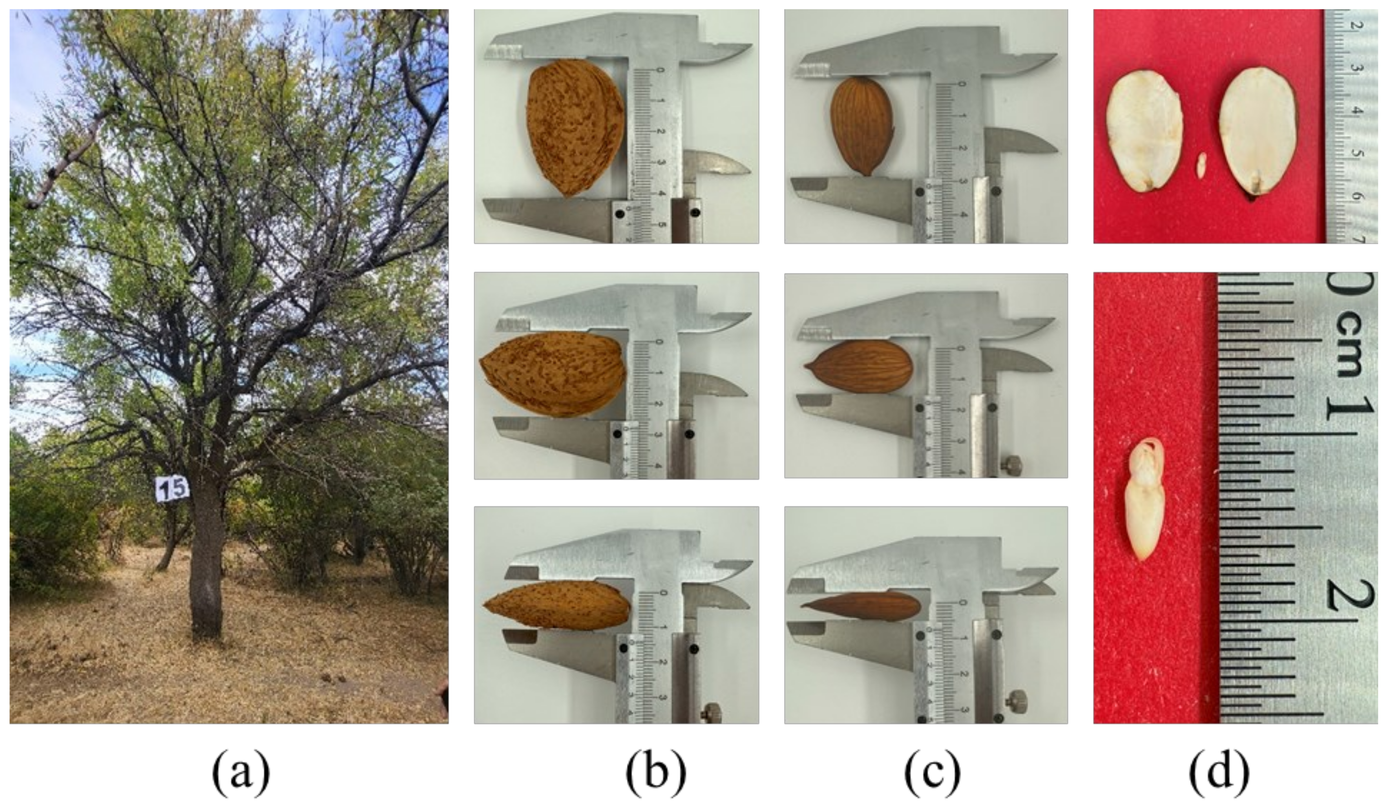 Horticulturae 11 00999 g004 Horticulturae 11 00999 g004