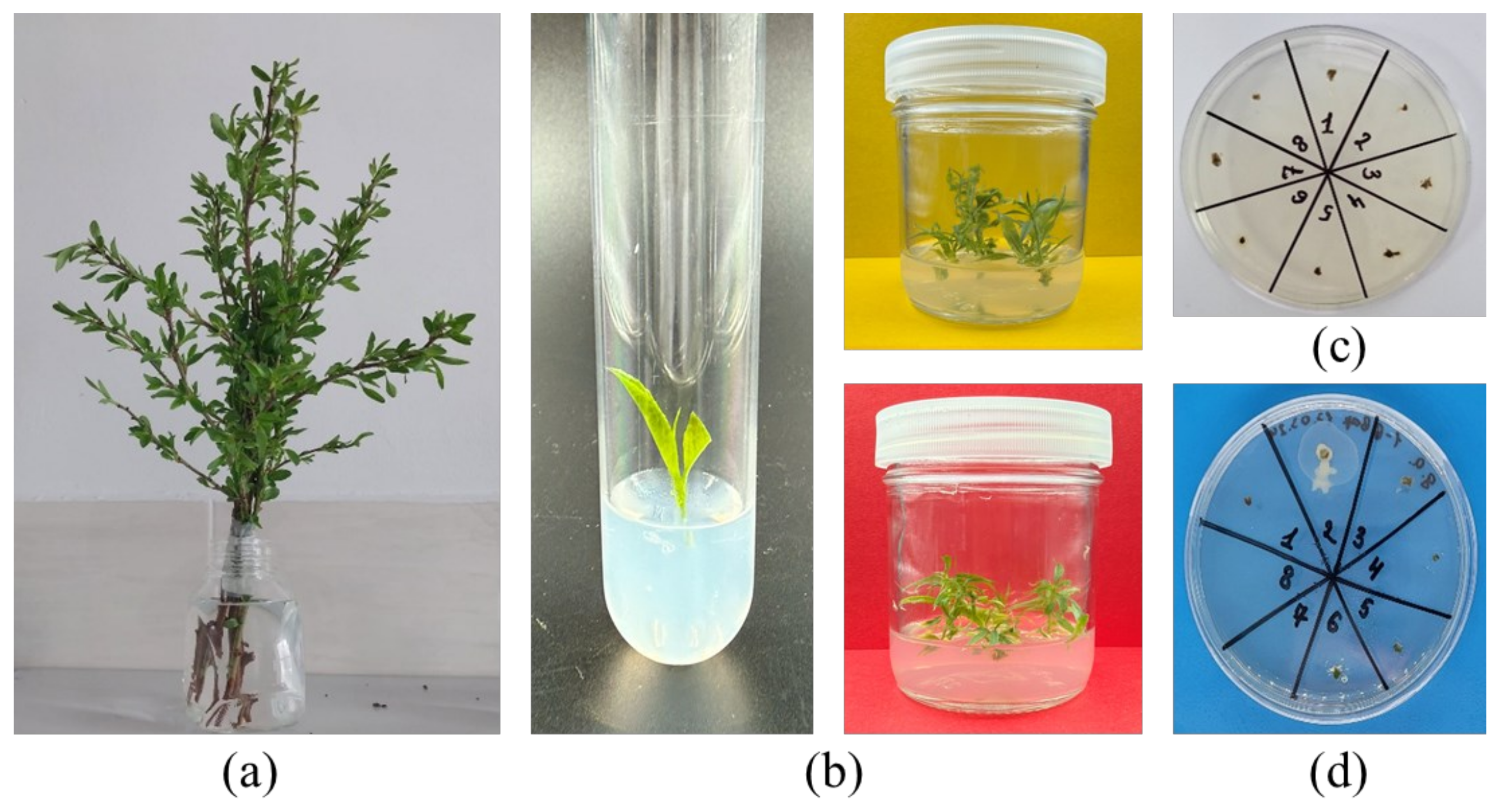 Horticulturae 11 00999 g006 Horticulturae 11 00999 g006