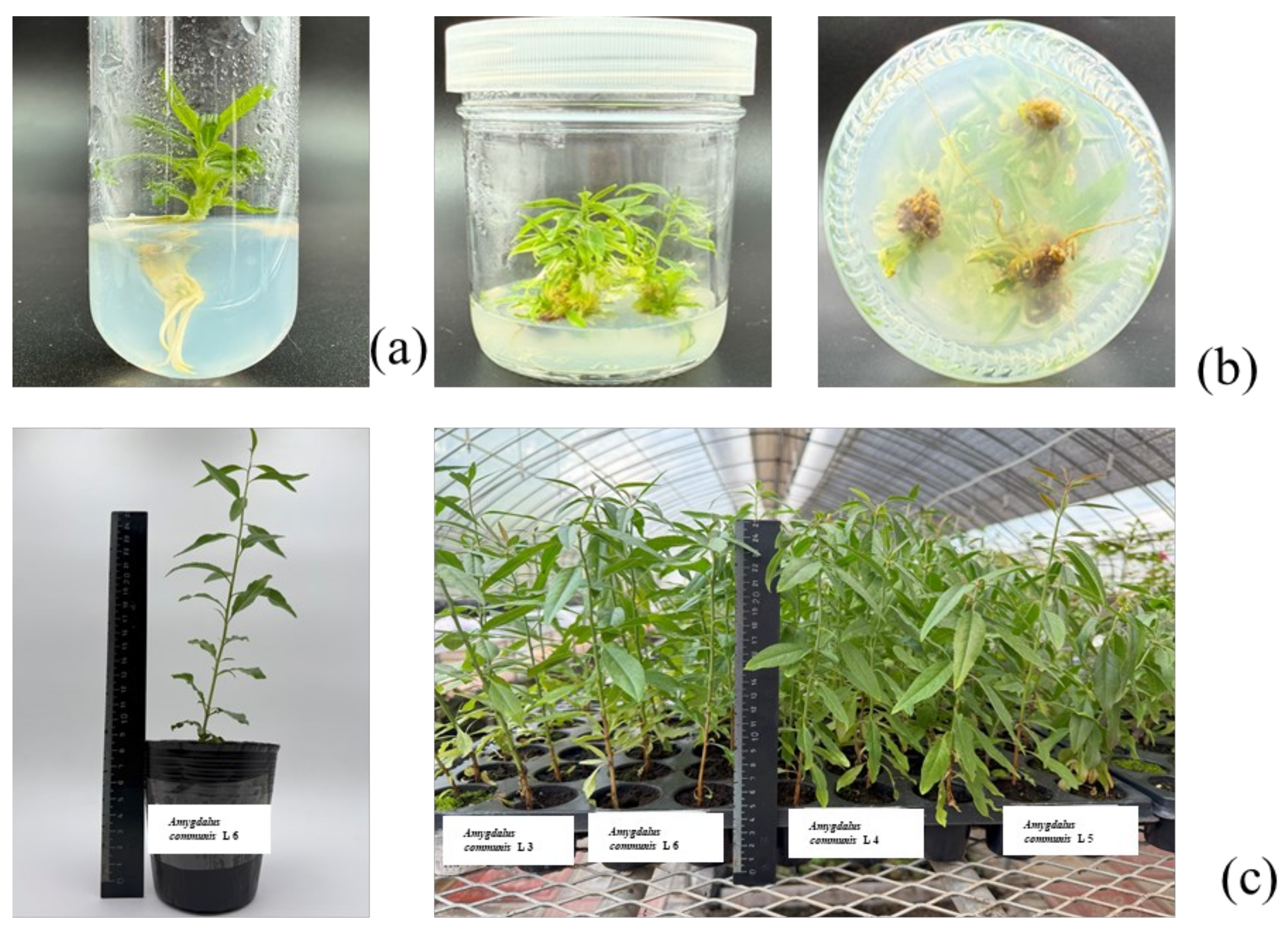 Horticulturae 11 00999 g008 Horticulturae 11 00999 g008