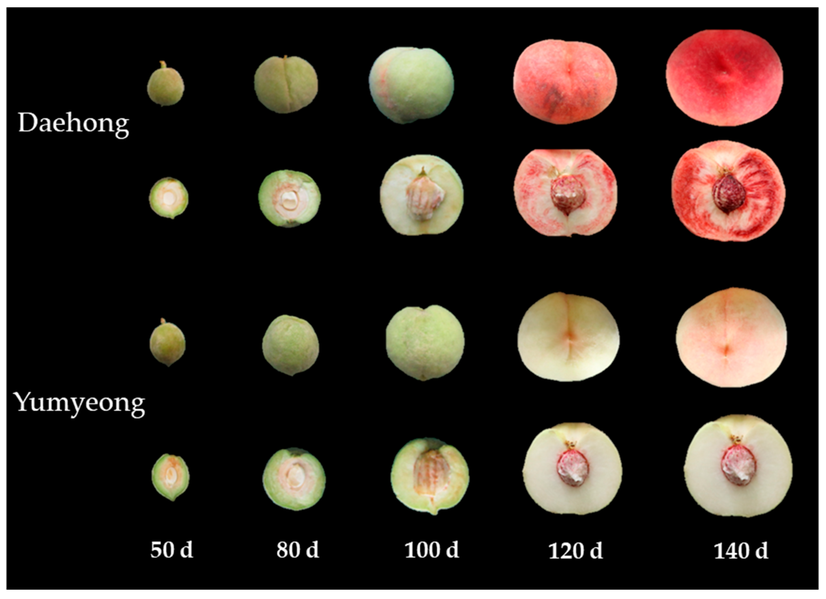 Horticulturae 11 01013 g001 Horticulturae 11 01013 g001