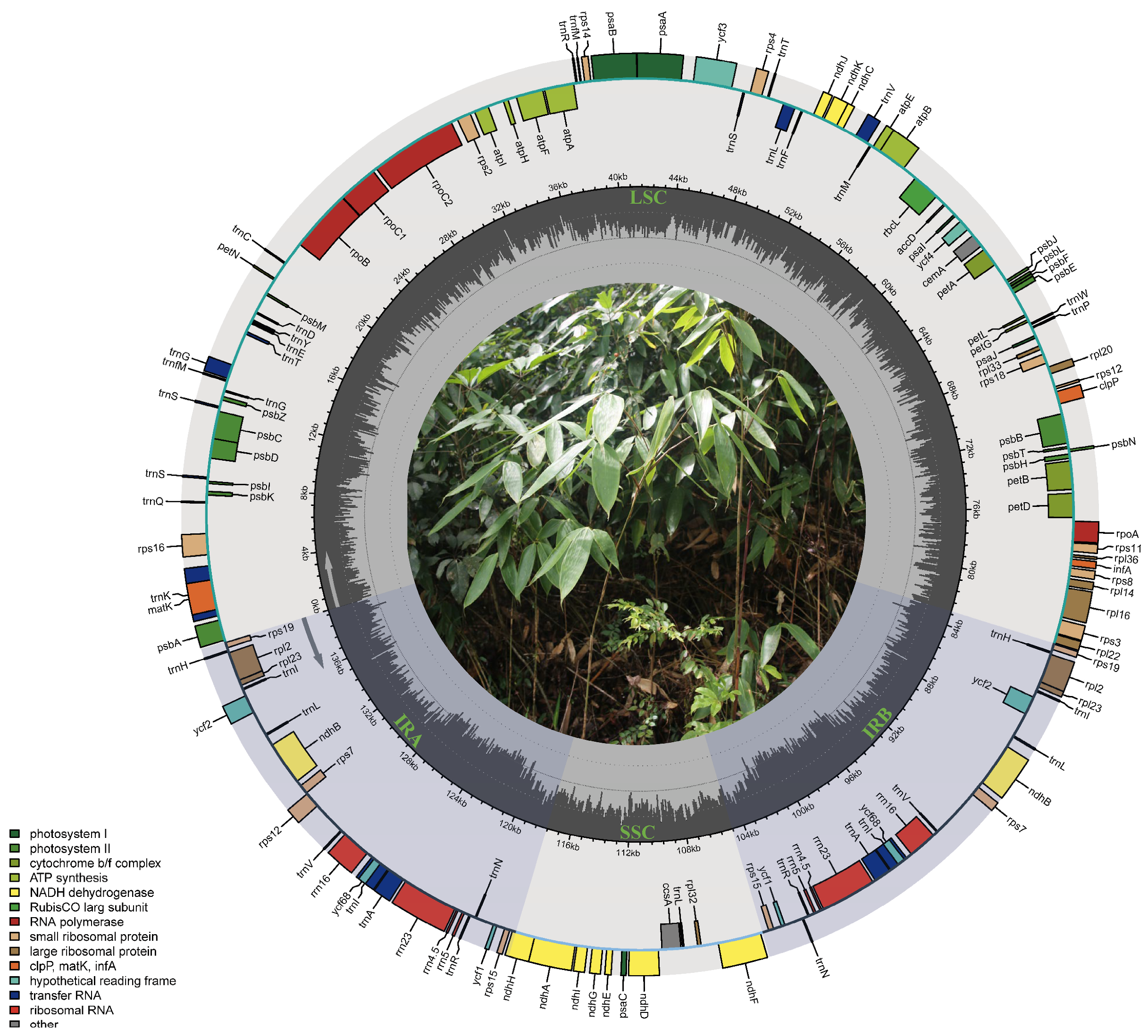 Horticulturae 11 01018 g001