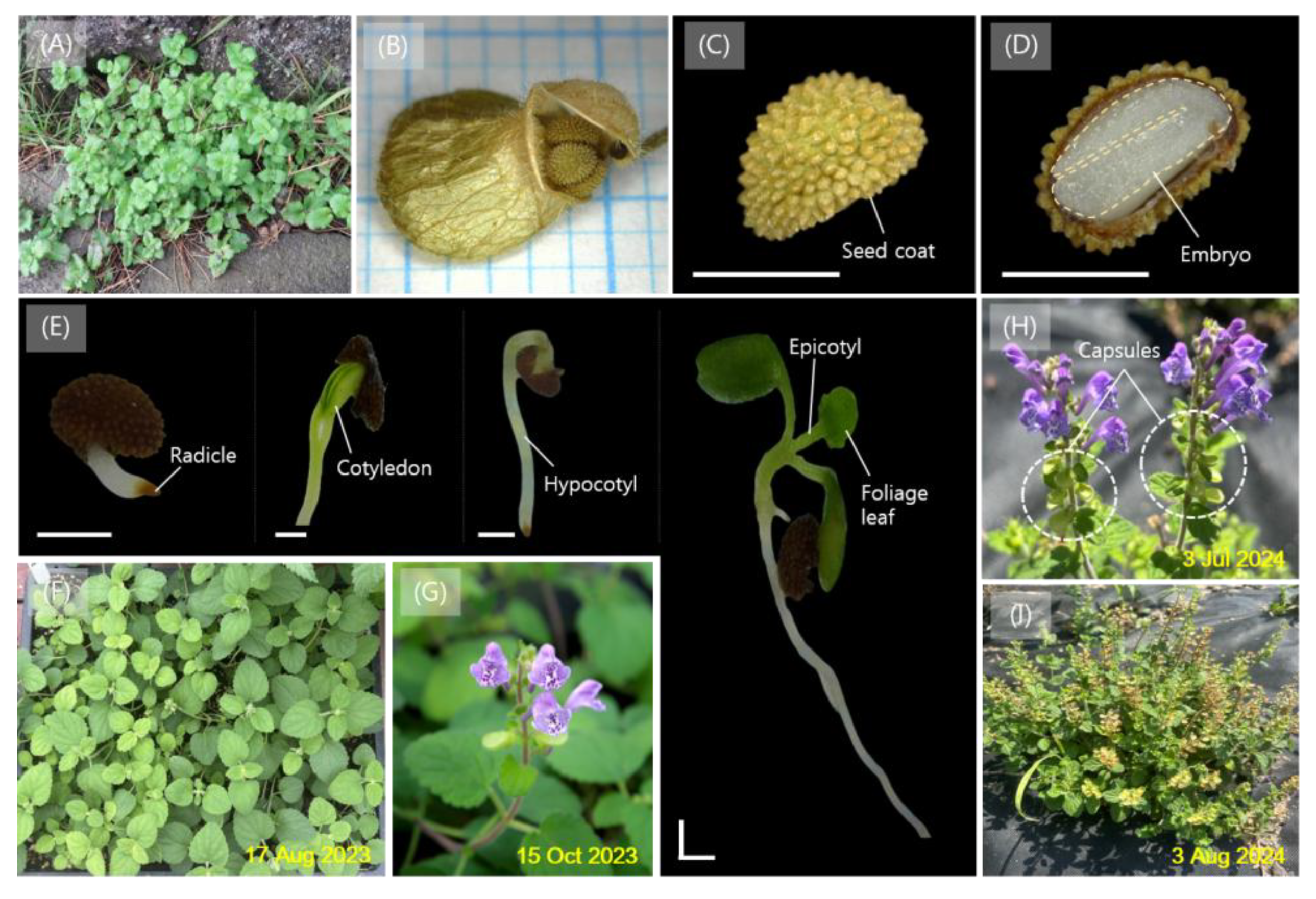 Horticulturae 11 01019 g001