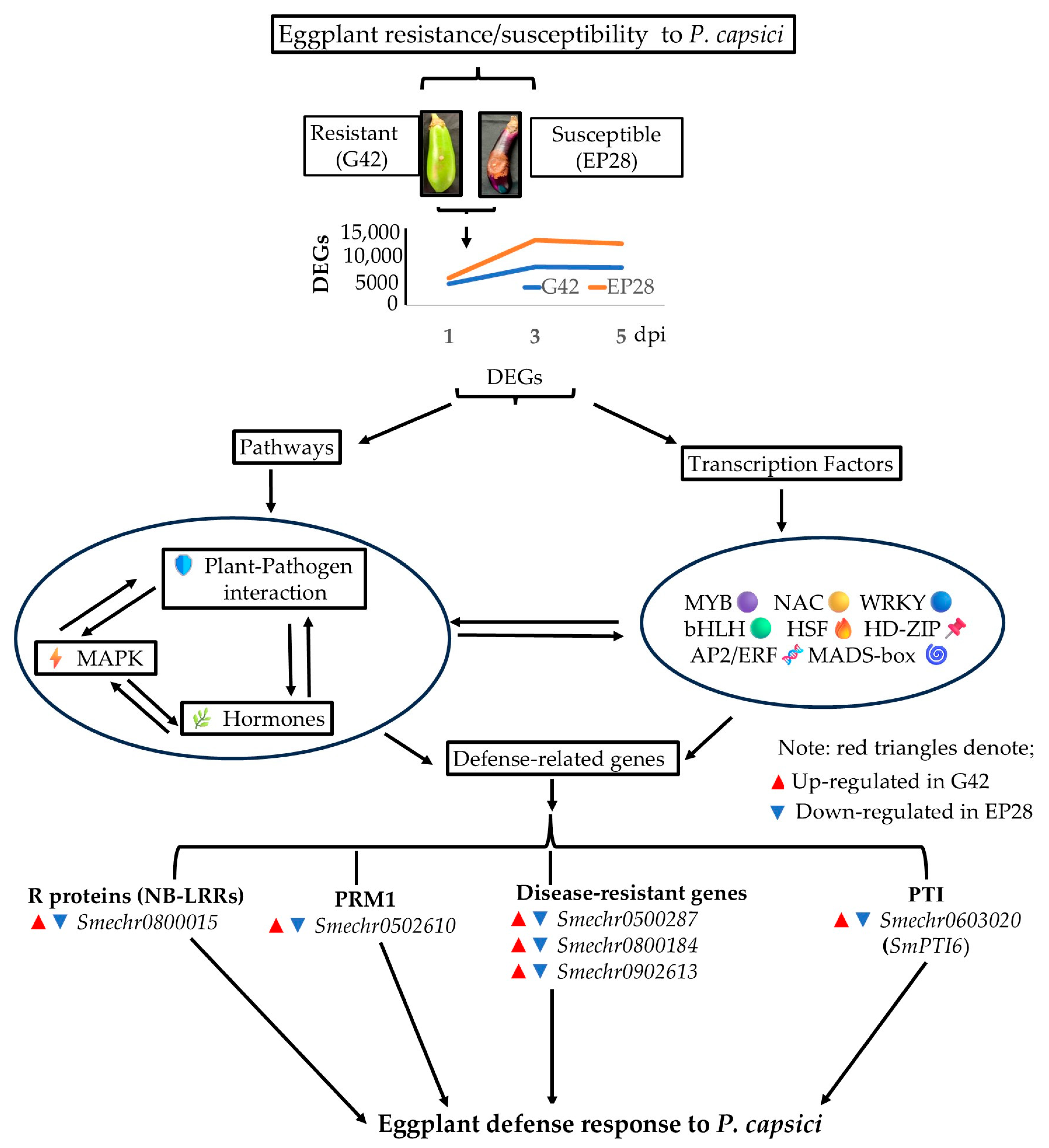Horticulturae 11 01026 g013 Horticulturae 11 01026 g013