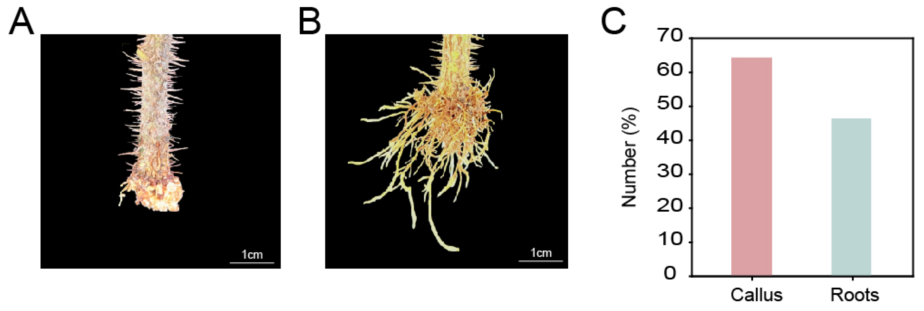 Horticulturae 11 01027 g001