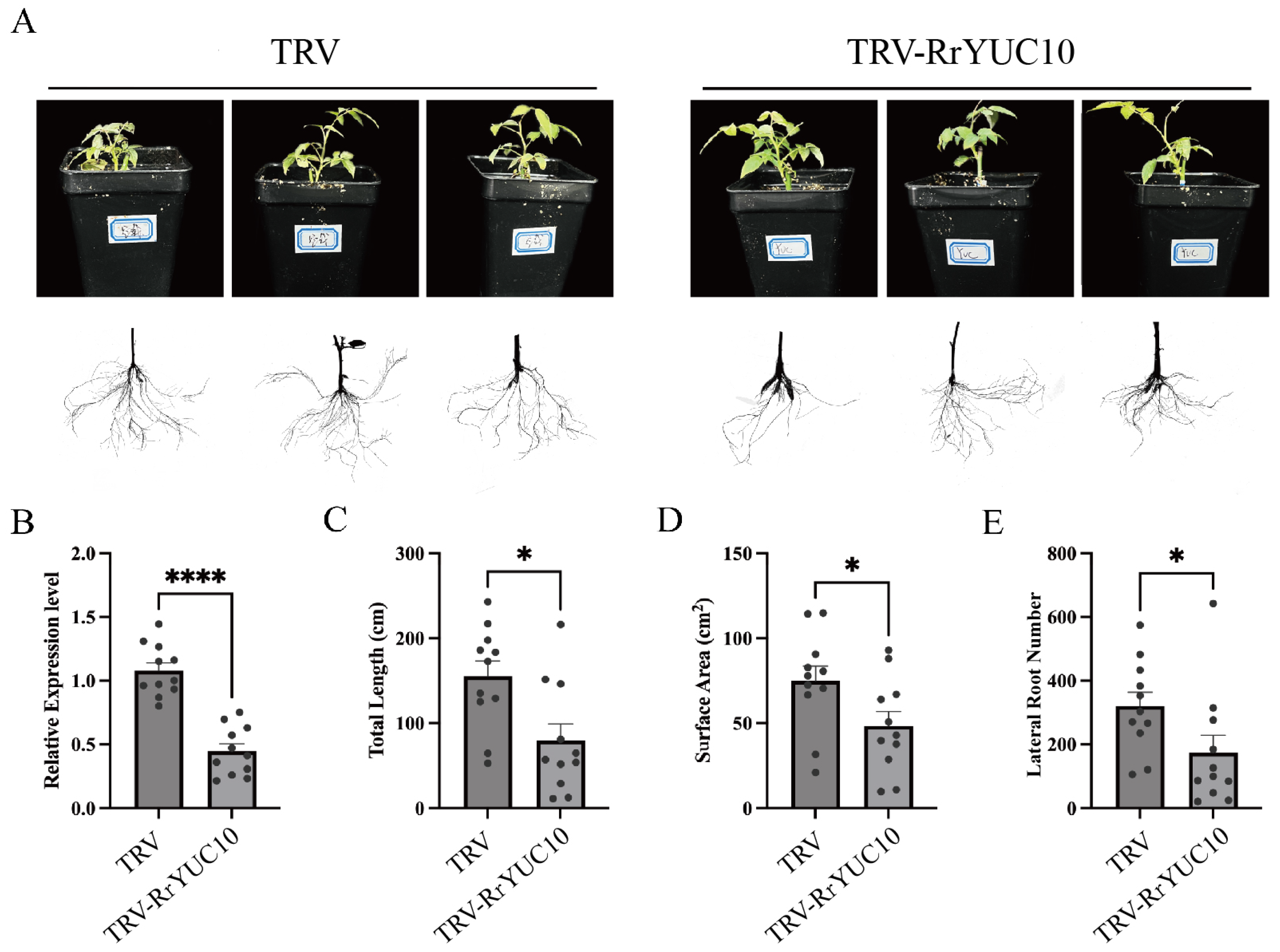 Horticulturae 11 01027 g006