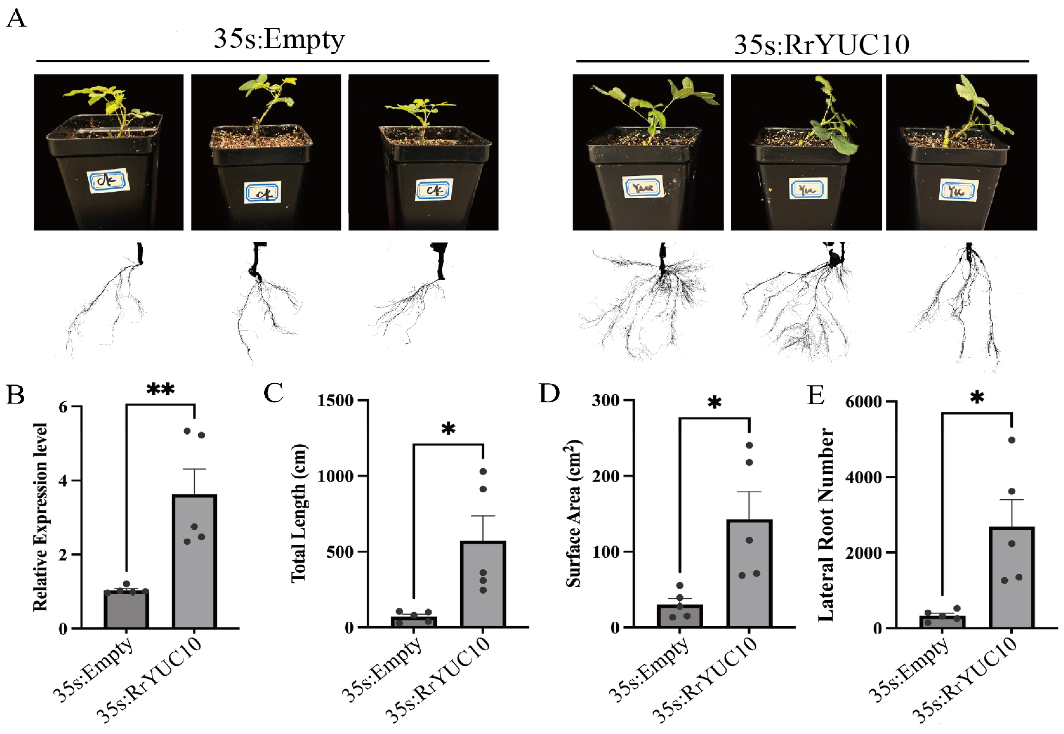 Horticulturae 11 01027 g007