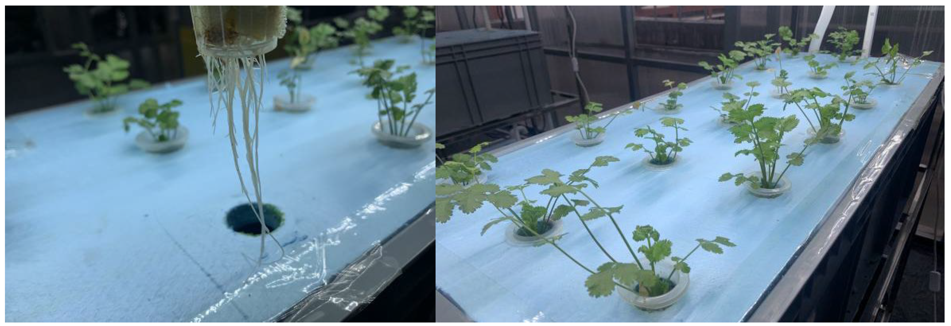 Horticulturae 11 01034 g006