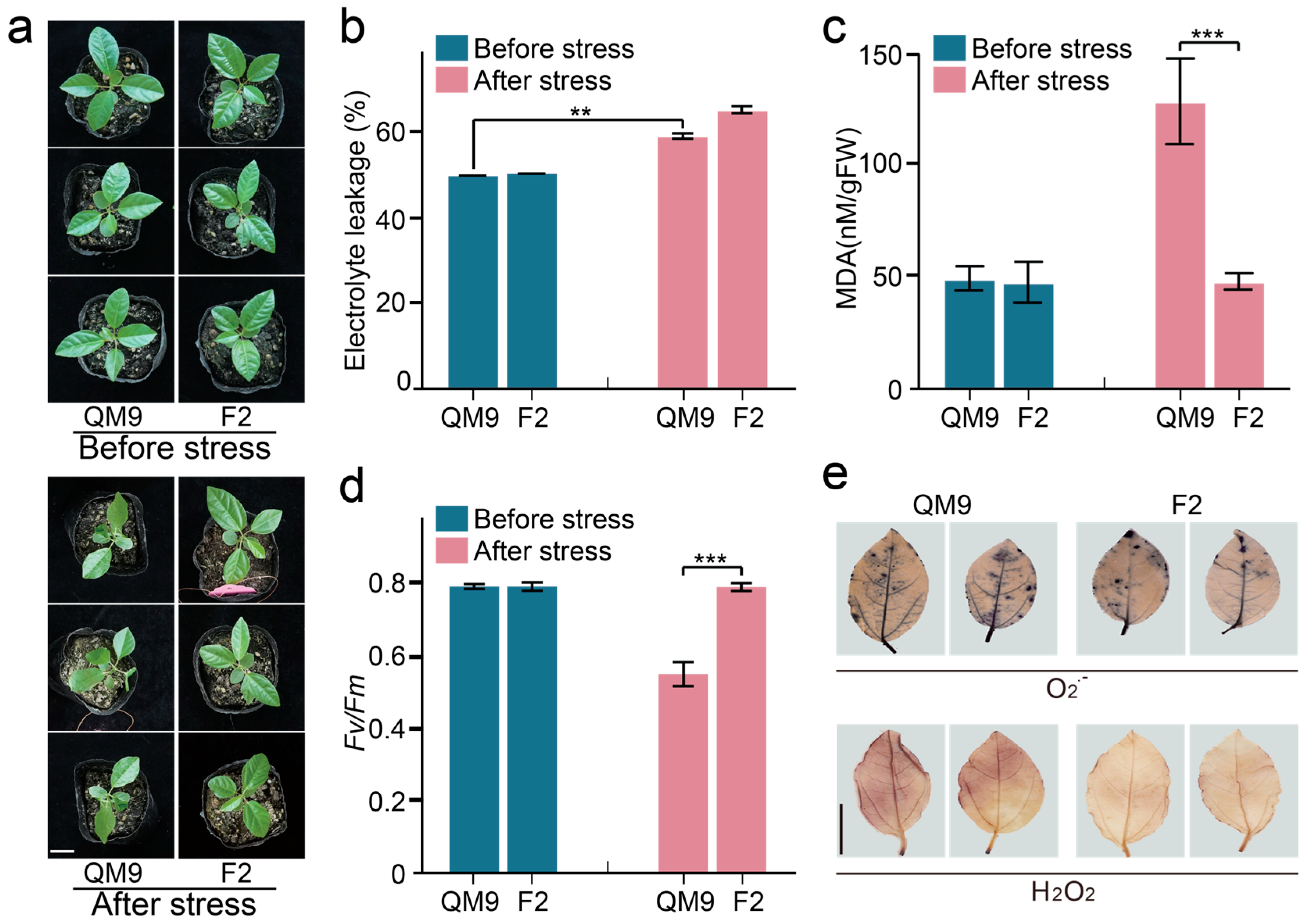 Horticulturae 11 01037 g001 Horticulturae 11 01037 g001