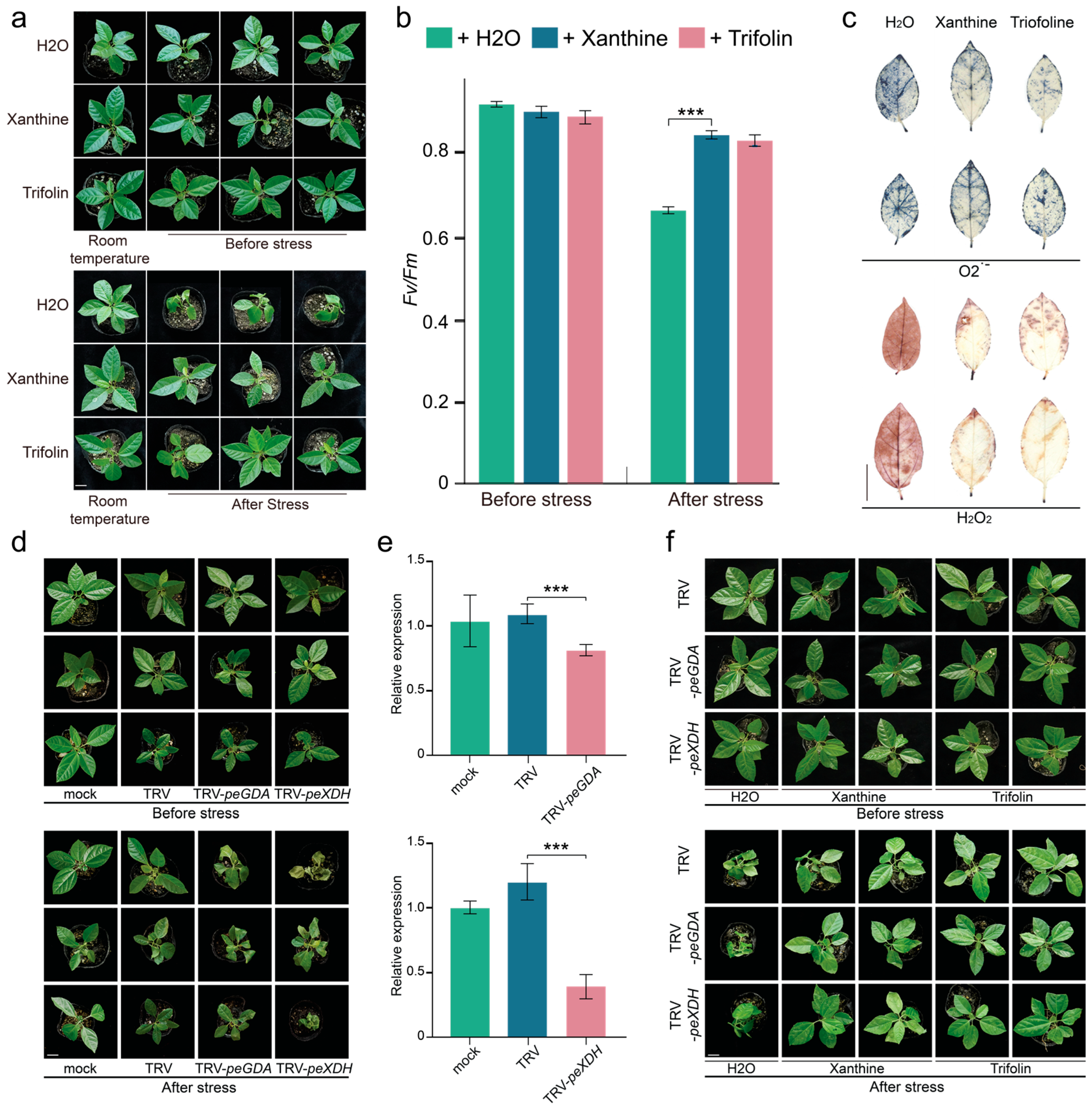 Horticulturae 11 01037 g006 Horticulturae 11 01037 g006