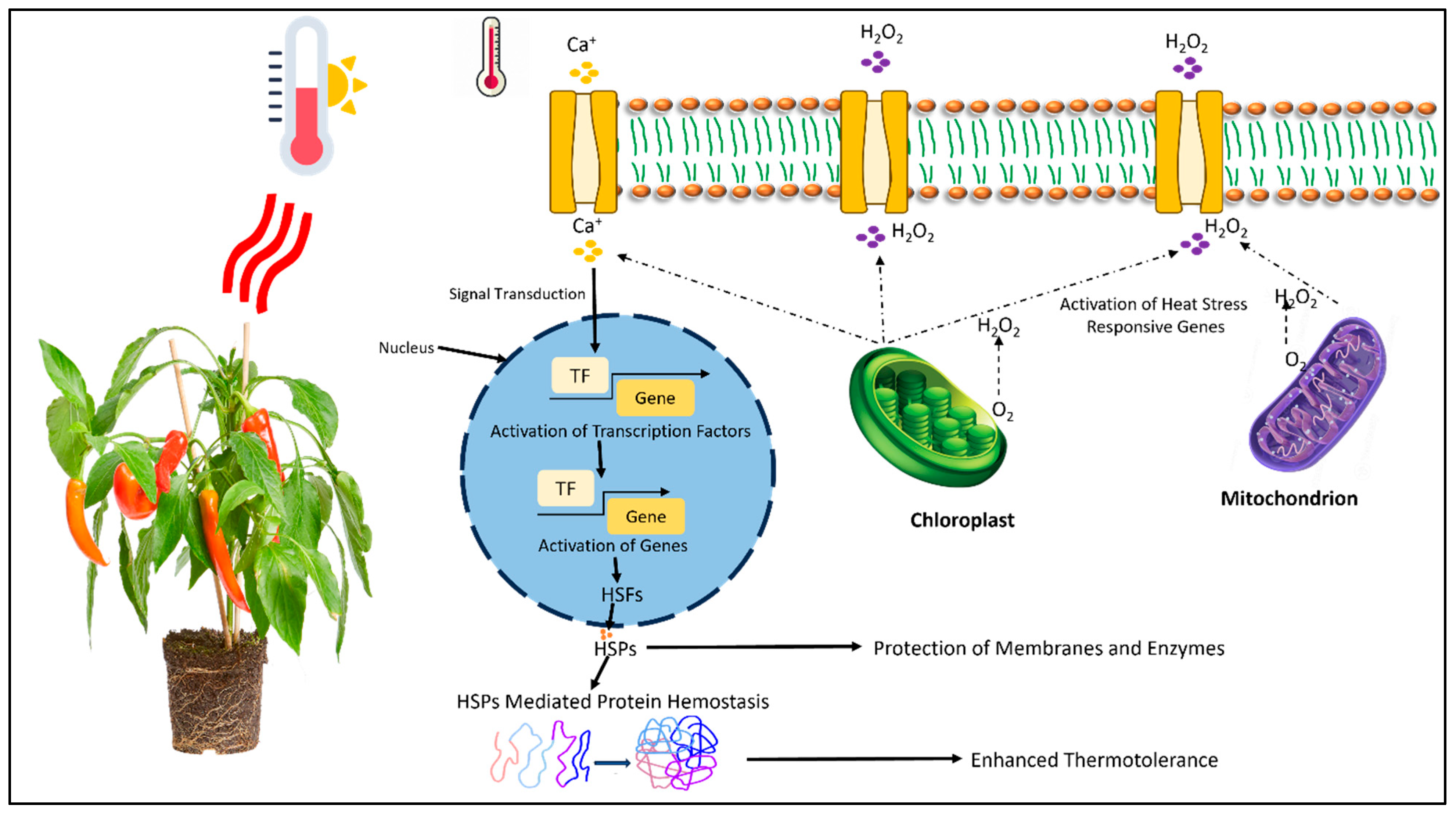 Horticulturae 11 01038 g002
