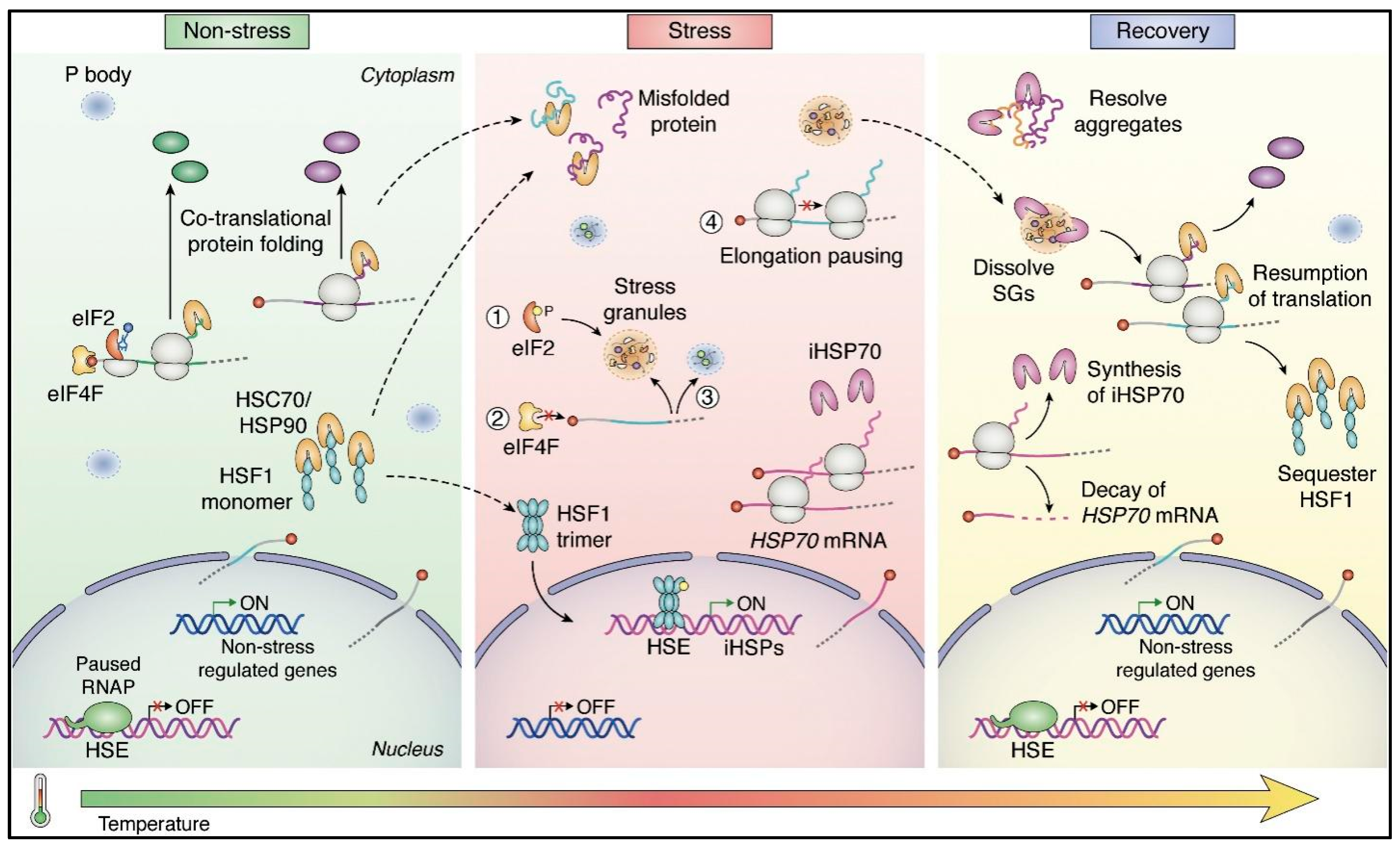 Horticulturae 11 01038 g004
