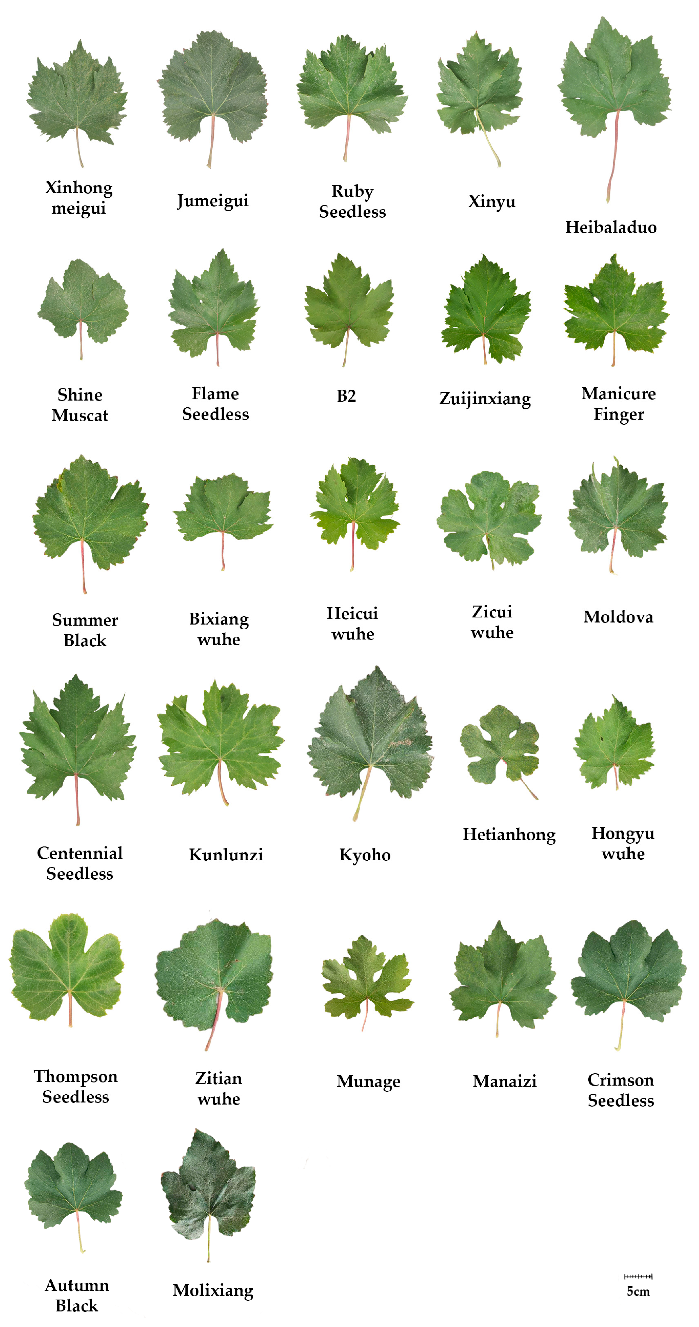 Horticulturae 11 01041 g001