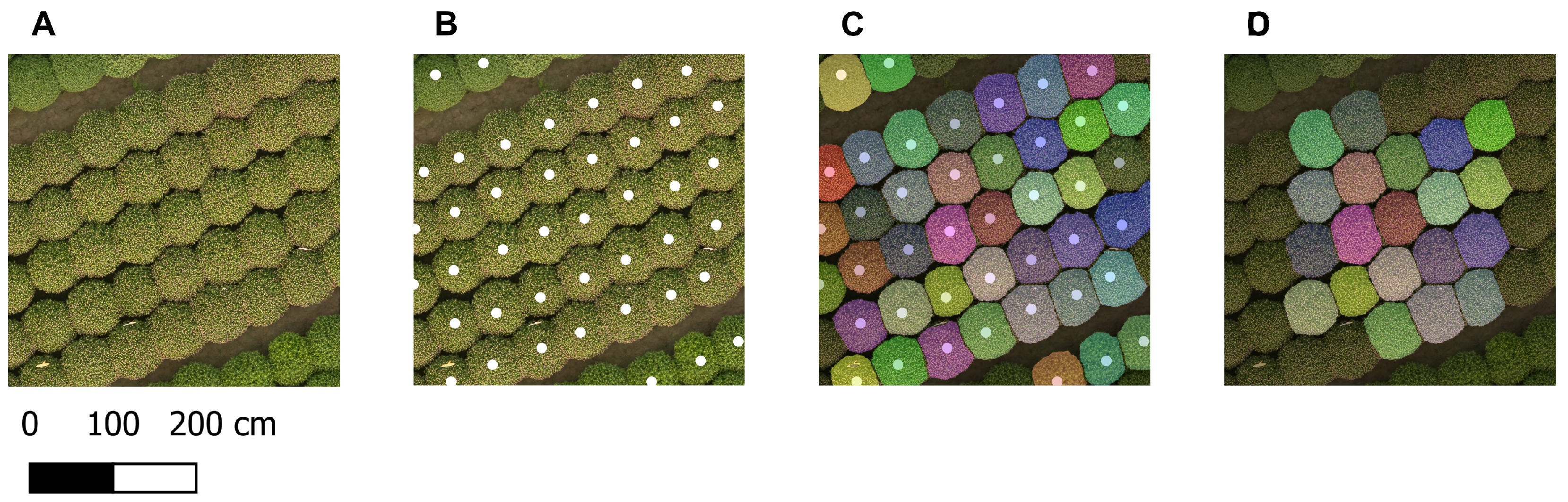 Horticulturae 11 01043 g004