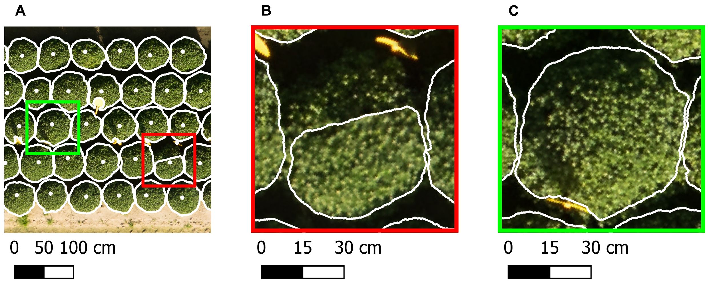 Horticulturae 11 01043 g008